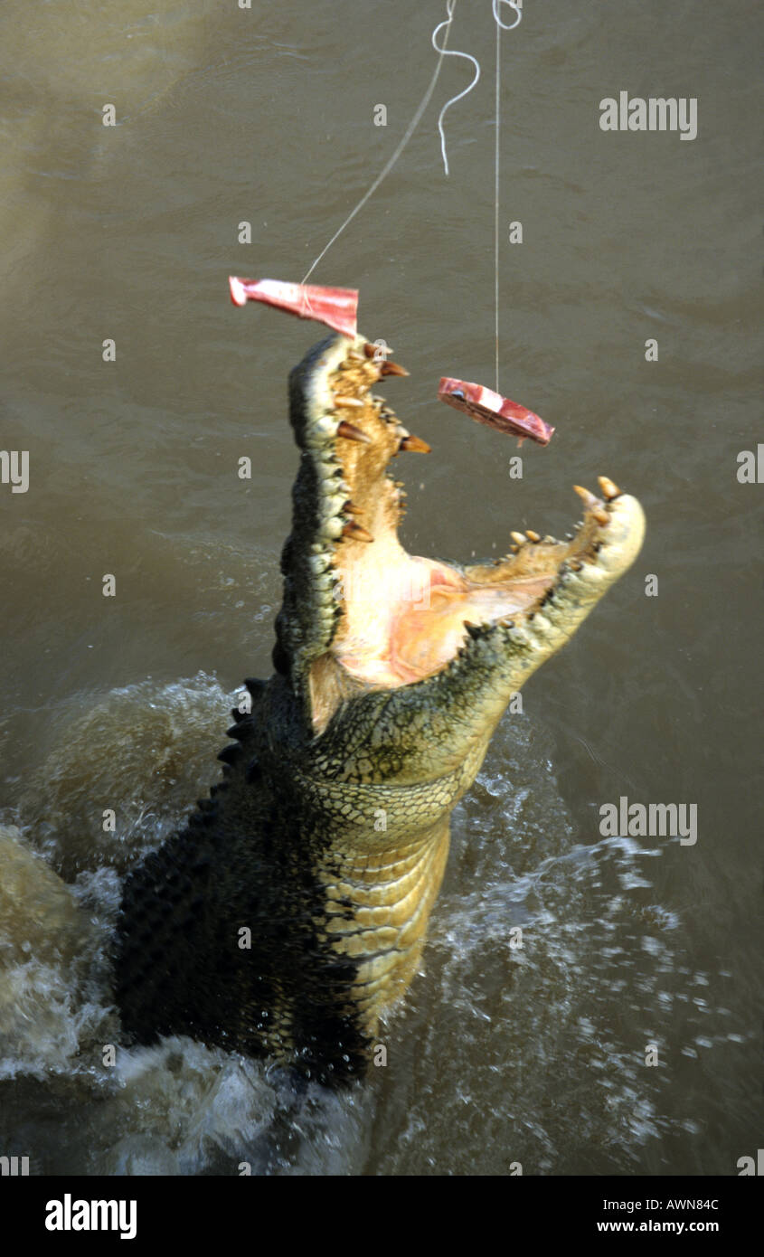 https://c8.alamy.com/comp/AWN84C/saltwater-crocodile-taking-meat-from-a-suspended-rope-at-the-tourist-AWN84C.jpg