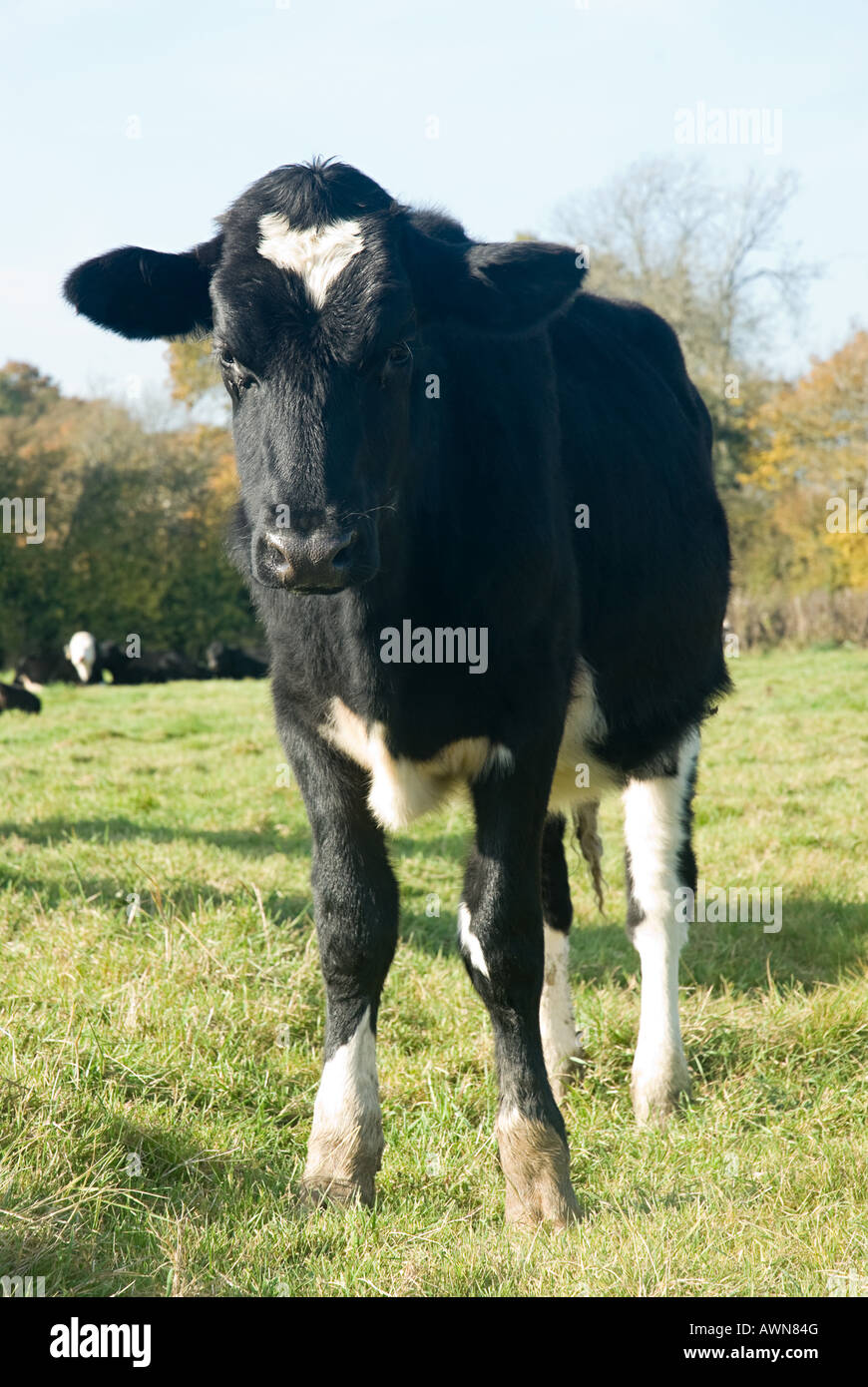 Cow in a field Stock Photo