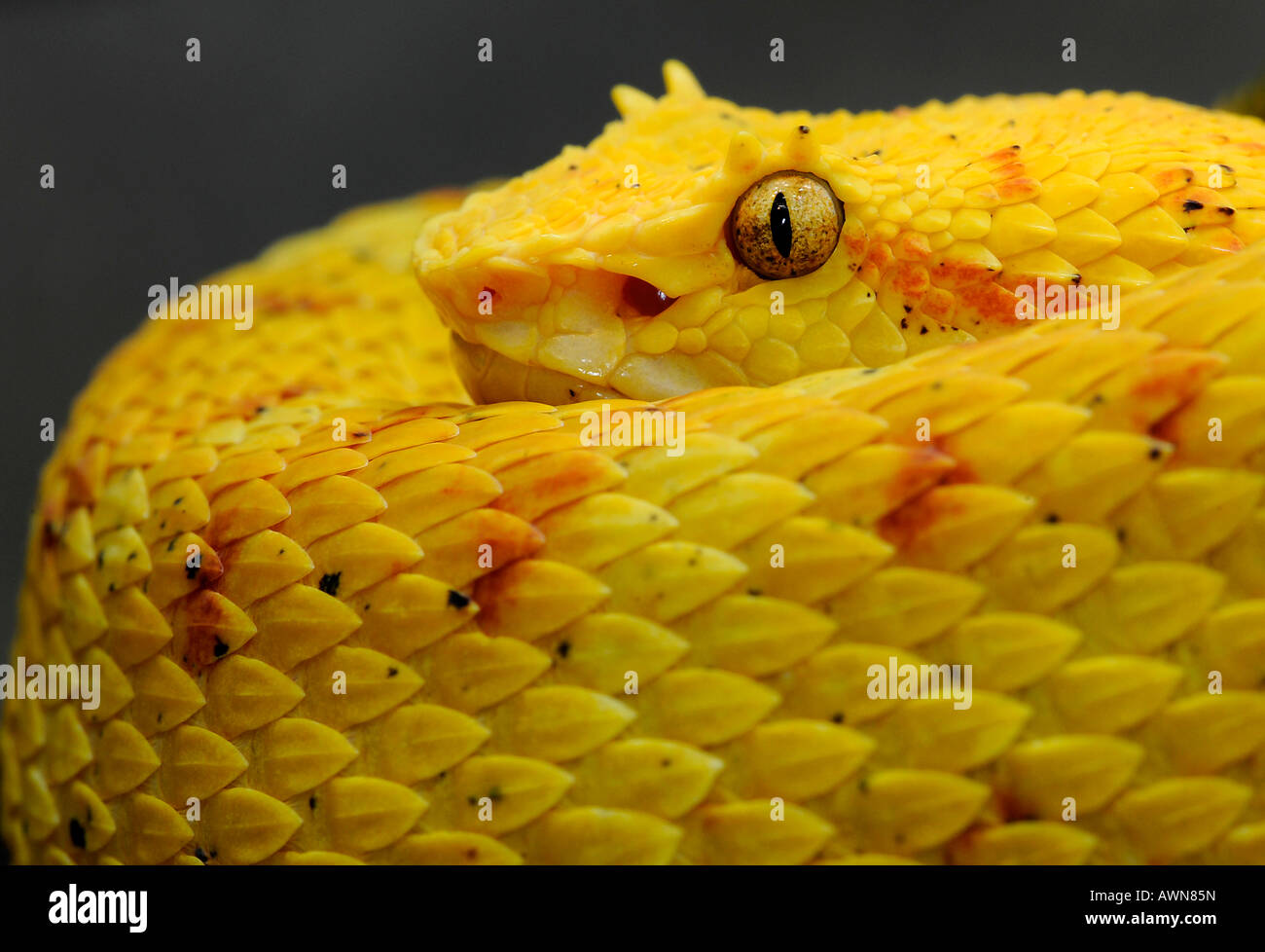 Eyelash viper / eyelash mountain viper / Schlegel's viper (Bothriechis schlegelii) Central America Stock Photo