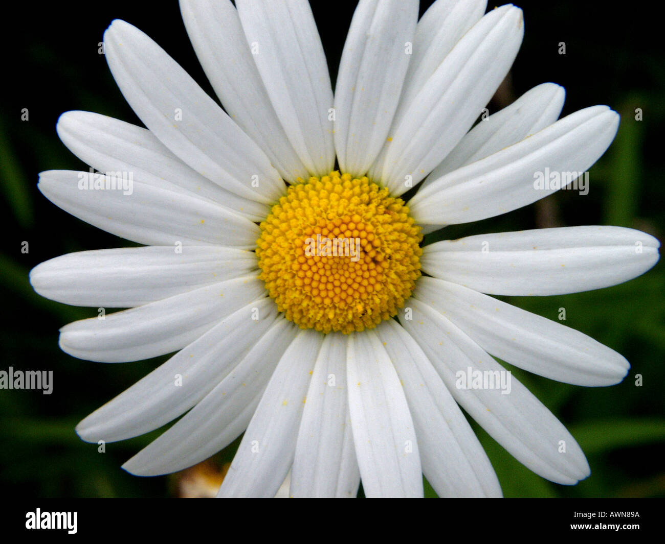 Family compositae asteraceae hi-res stock photography and images - Alamy