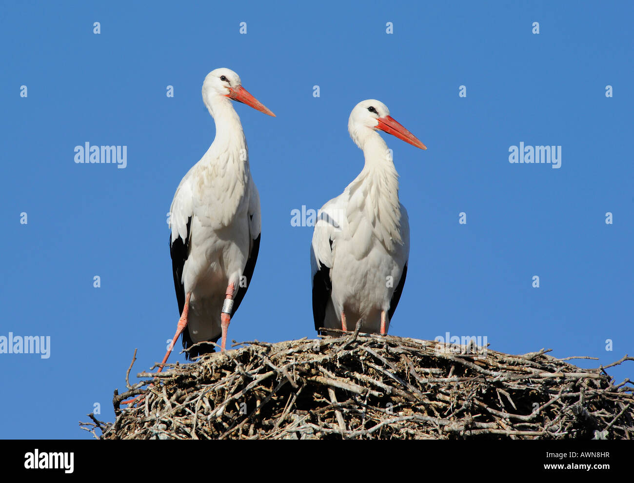 Pair of white storks (ciconia ciconia) Stock Photo