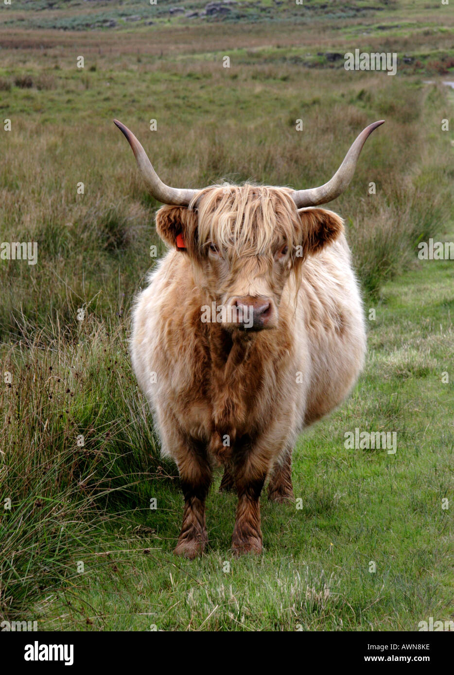 Highland cow, Isle of Mull, Western Scotland Stock Photo