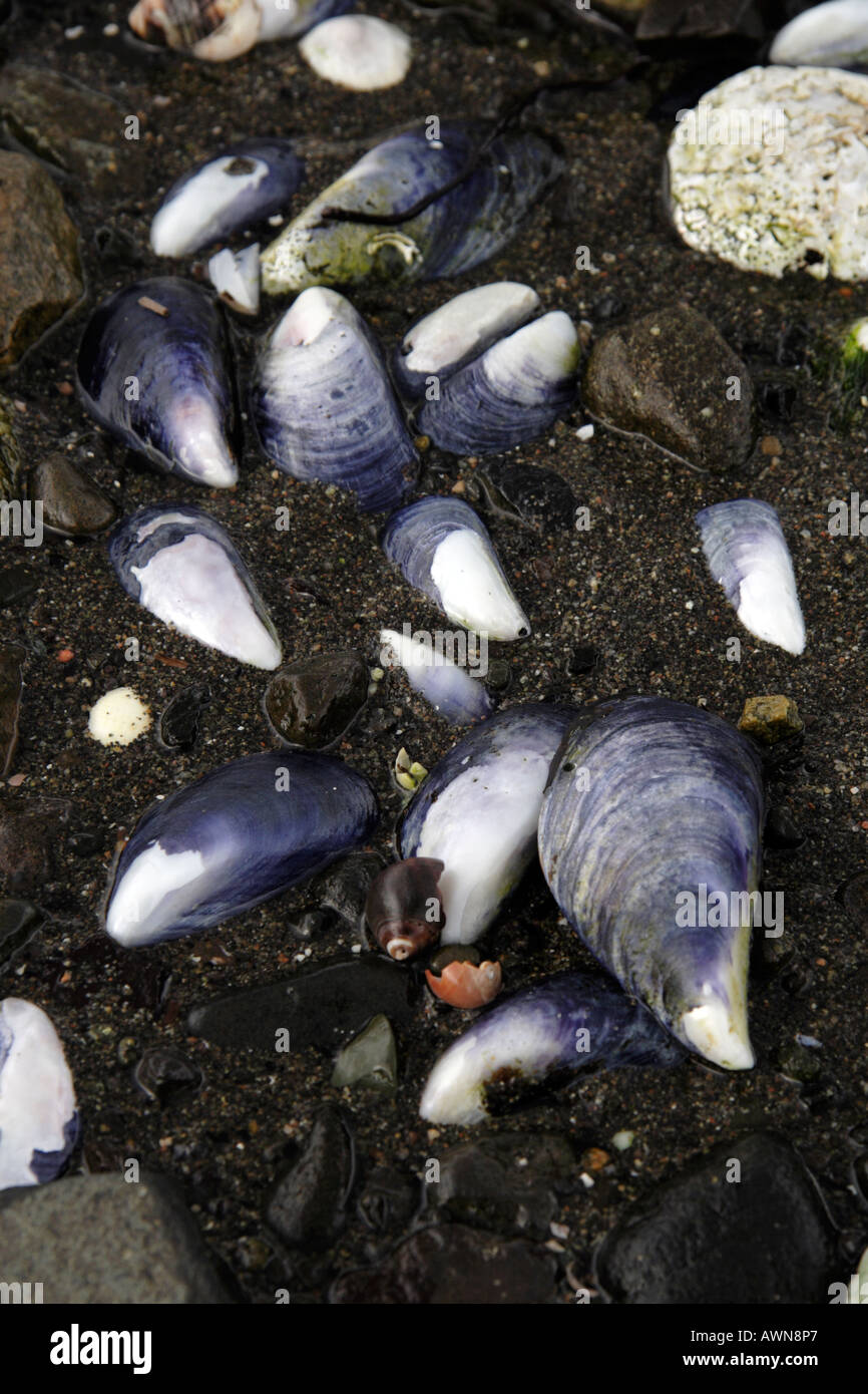 Empty Muscle Shells Empty mussel shells hi-res stock photography and images - Alamy
