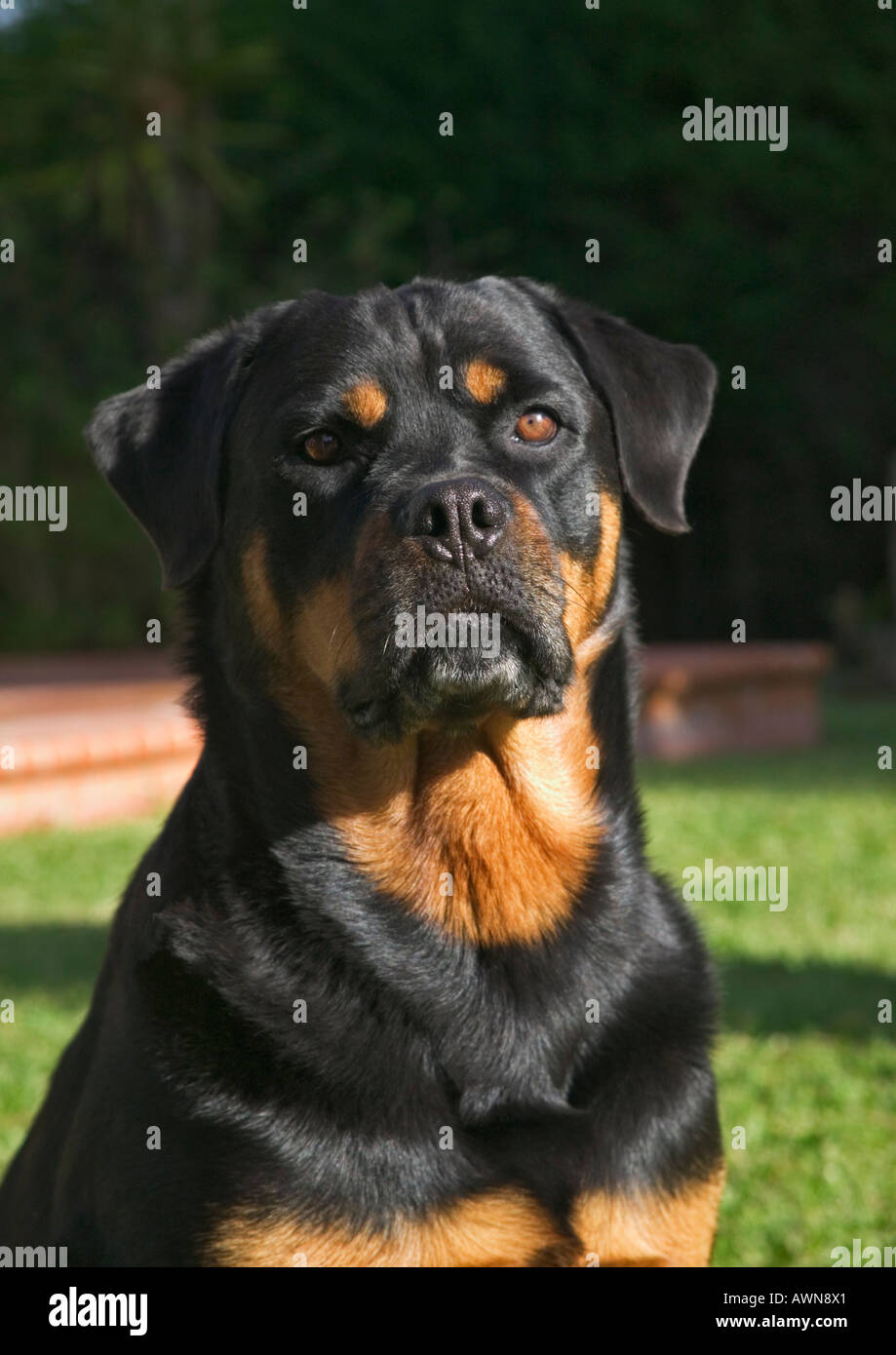 6 year old female Rottweiller dog domestic name Amber UK bred Stock ...
