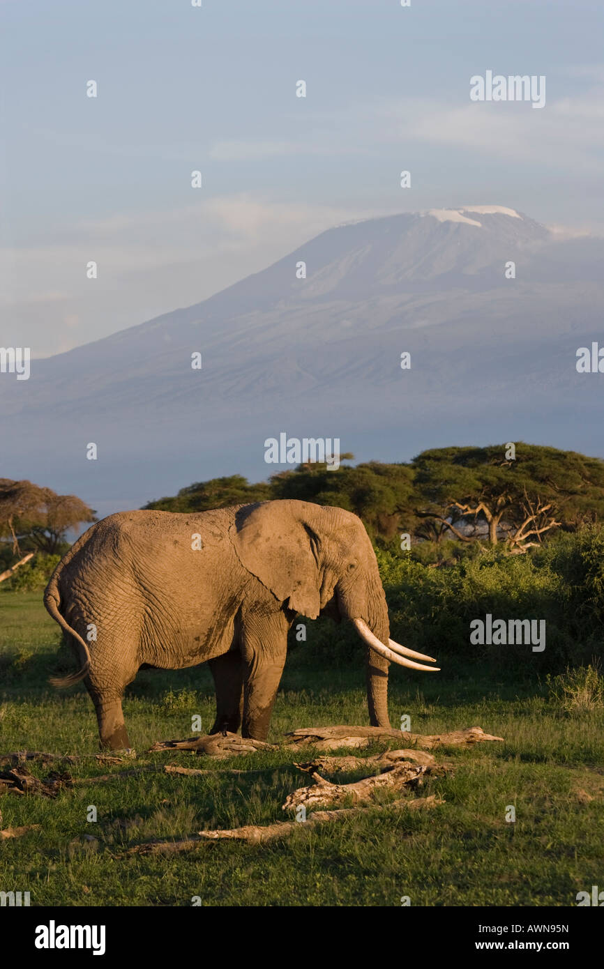 Classic African sunset and gentle light on roaming elephant in front of Mount Kilimanjaro, Tanzania, Africa Stock Photo