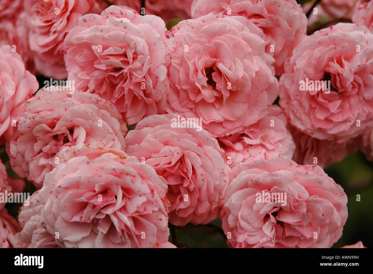 Pink rose blossoms, Midlands, England, Europe Stock Photo