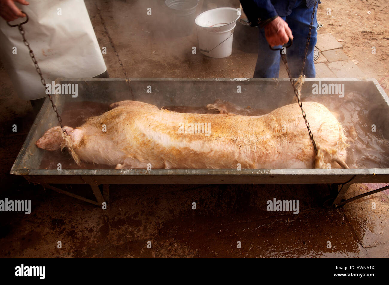 Slaughtering A Pig High Resolution Stock Photography and Images Alamy