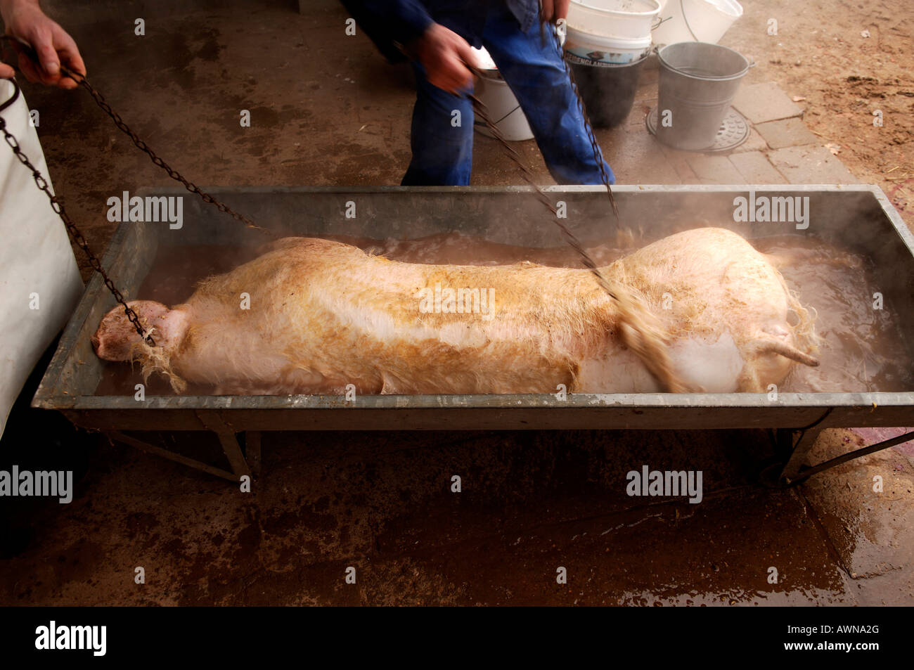 Home butchering, using chains to rub the hairs from a pig carcass