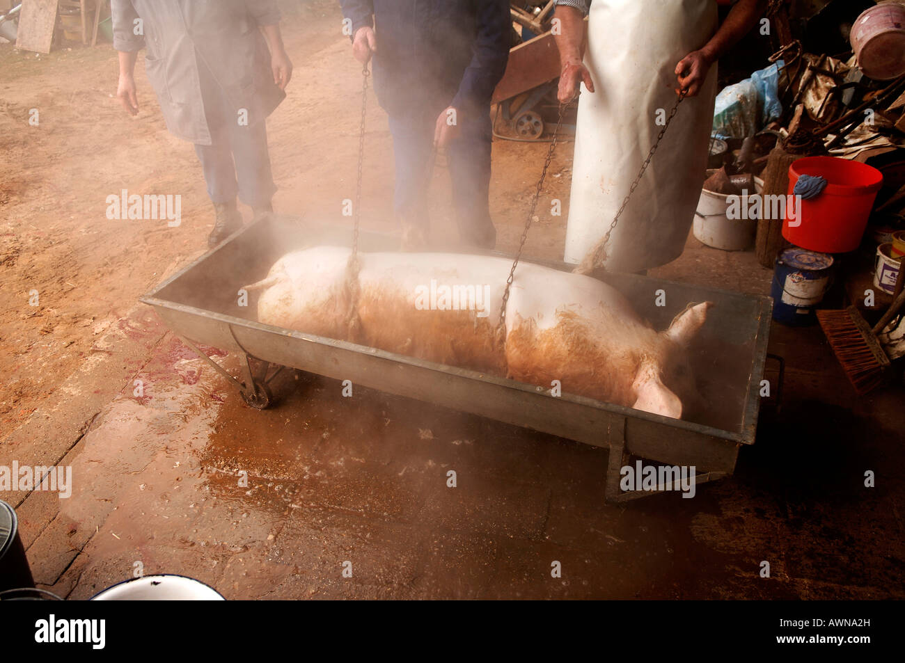 Home butchering, using chains to rub the hairs from a pig carcass