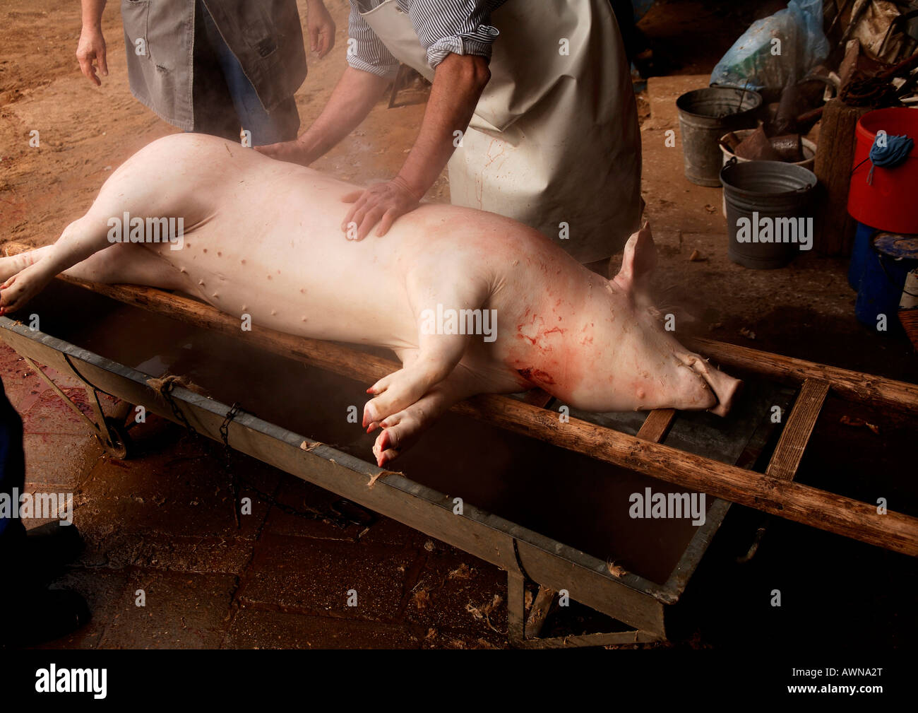 Home butchering, pig carcass with its hairs removed laid onto a ladder, Eckental, Middle Franconia, Bavaria, Germany, Europe Stock Photo