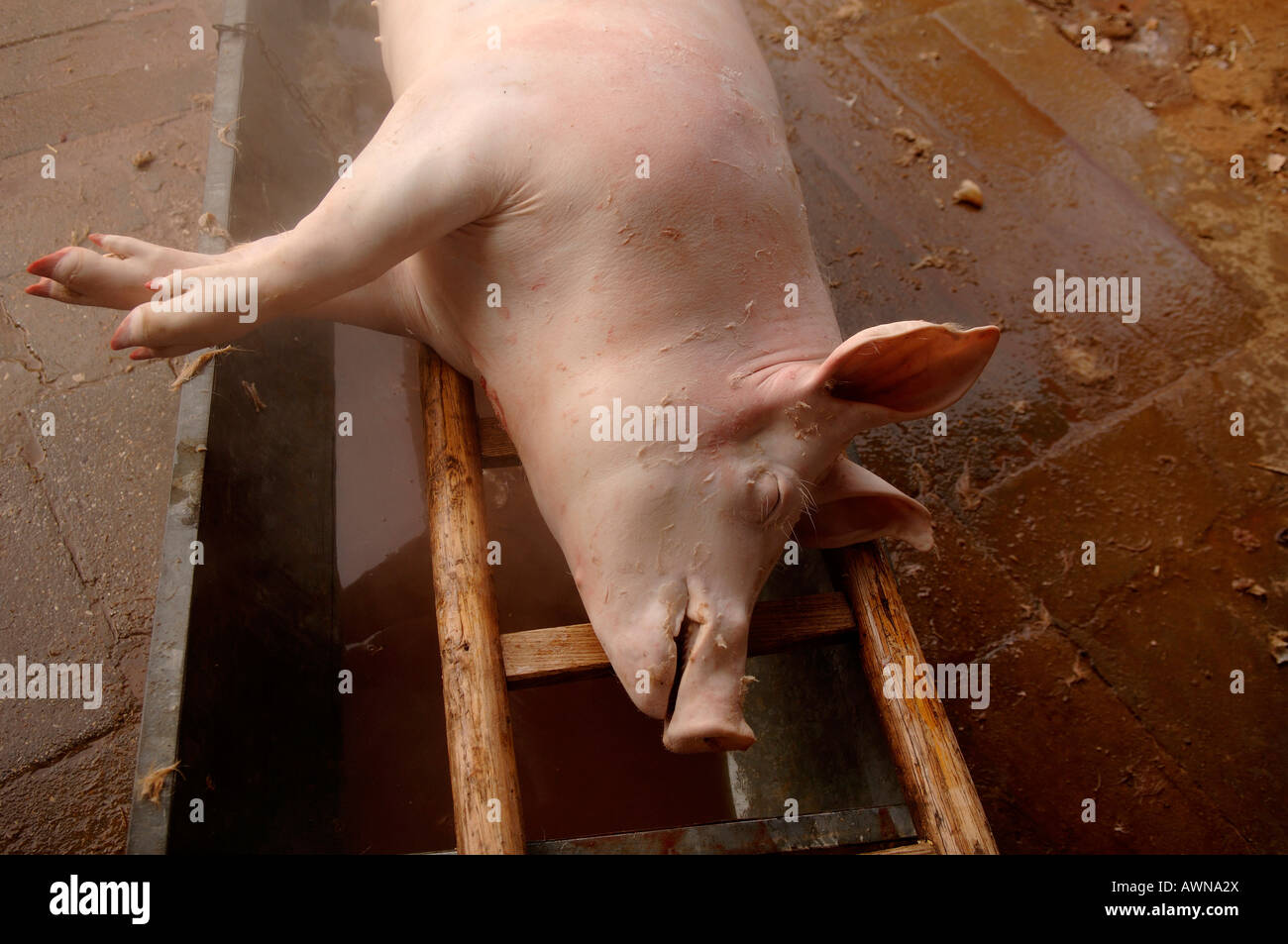 Carcass pig hi-res stock photography and images - Alamy