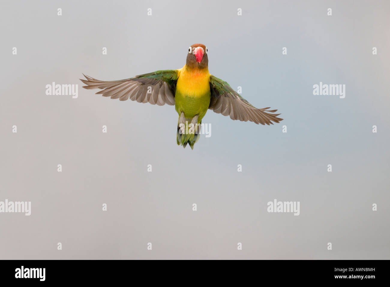 Masked lovebird in flight front view Stock Photo - Alamy