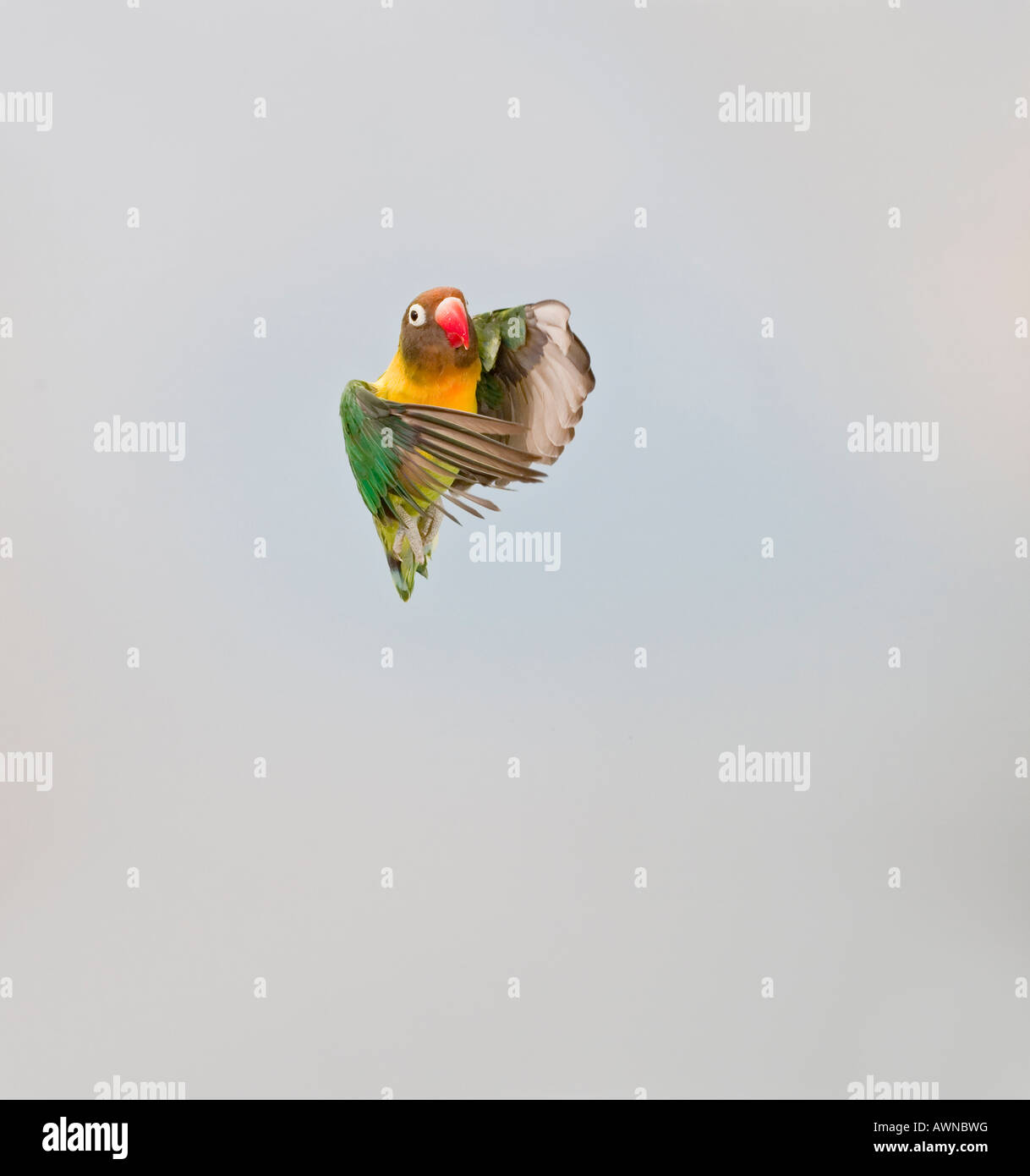 Masked lovebird in flight front view Stock Photo - Alamy