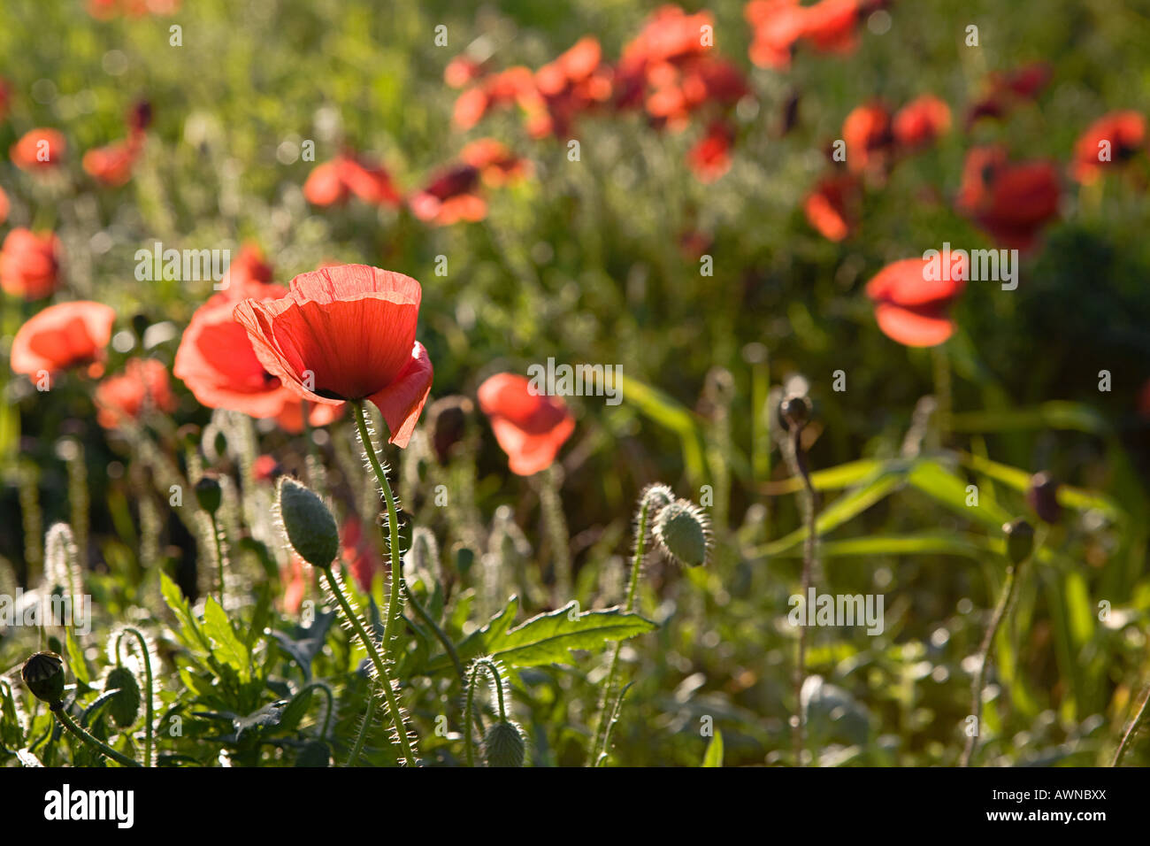 Peace Poppies High Resolution Stock Photography and Images - Alamy