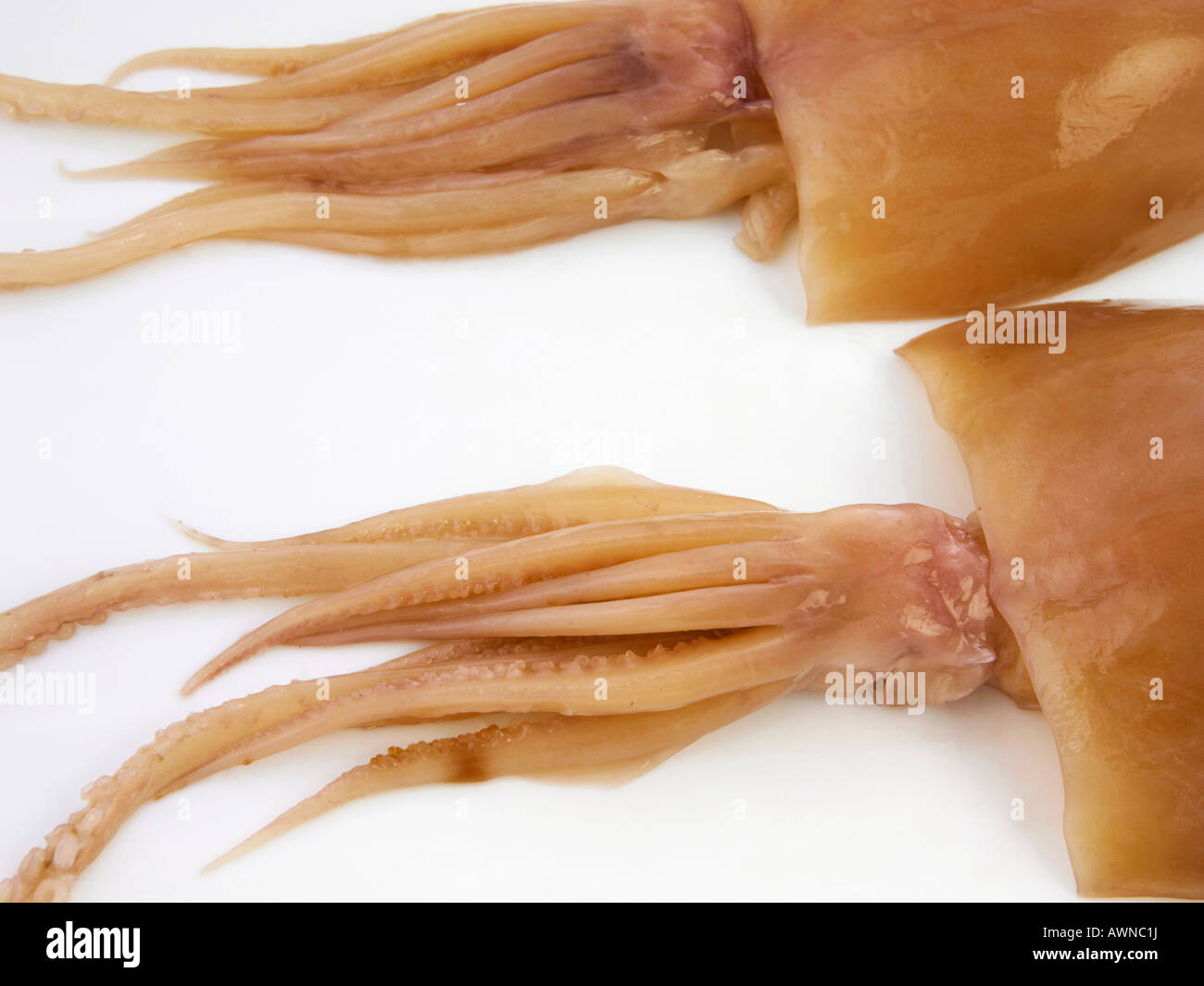 cuttle fish (sotong) Stock Photo
