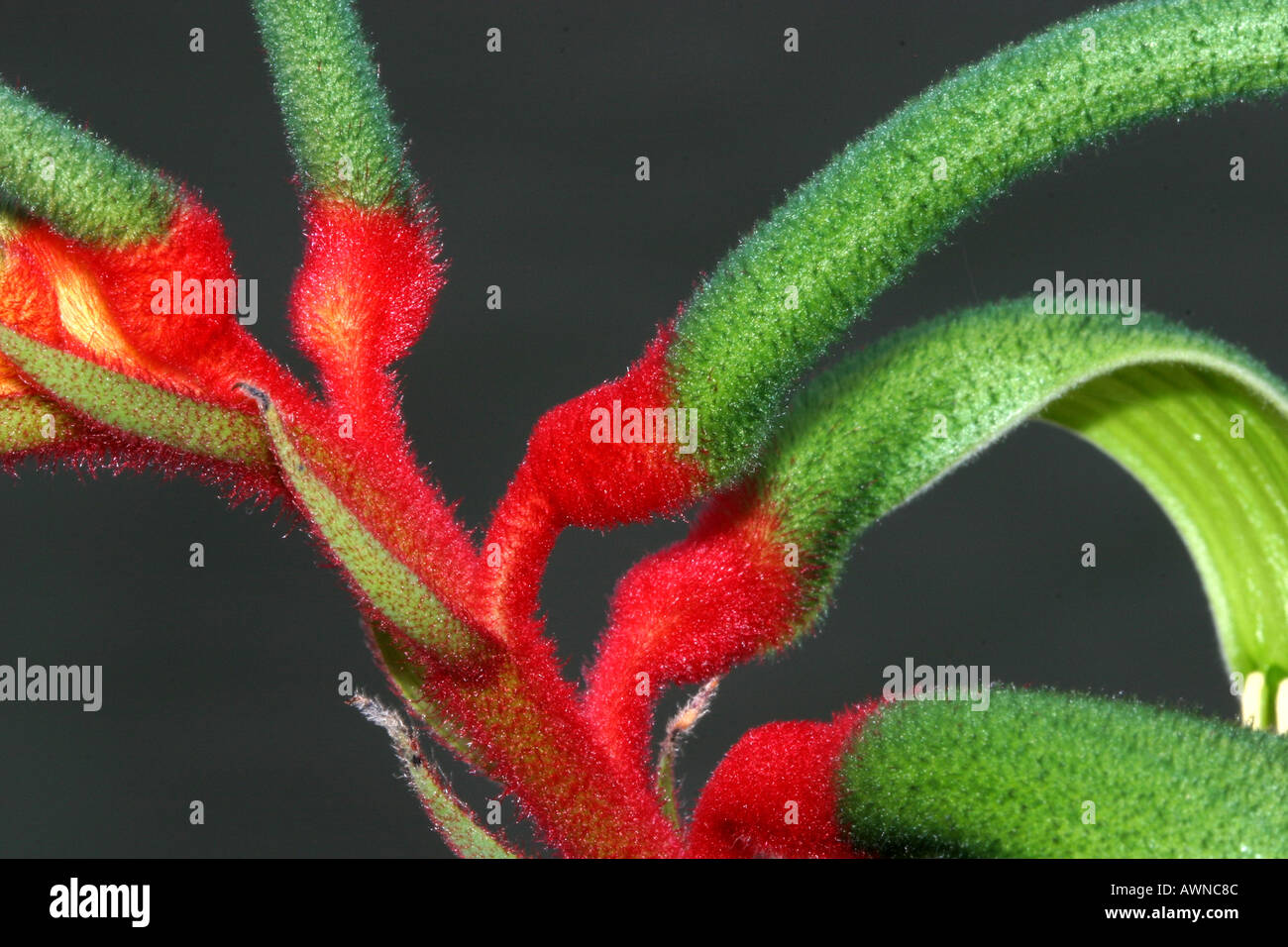 Kangaroo Paw plant Stock Photo Alamy