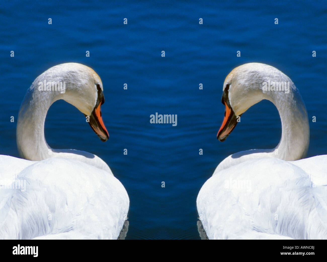 Two swans - clones Stock Photo