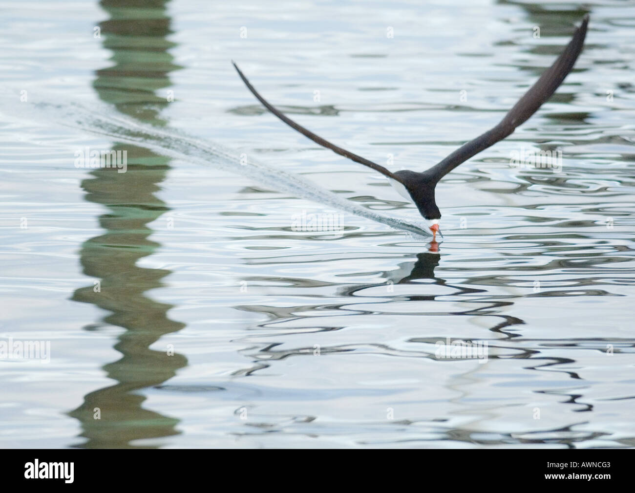 Bird skimming surface of water hires stock photography and images Alamy