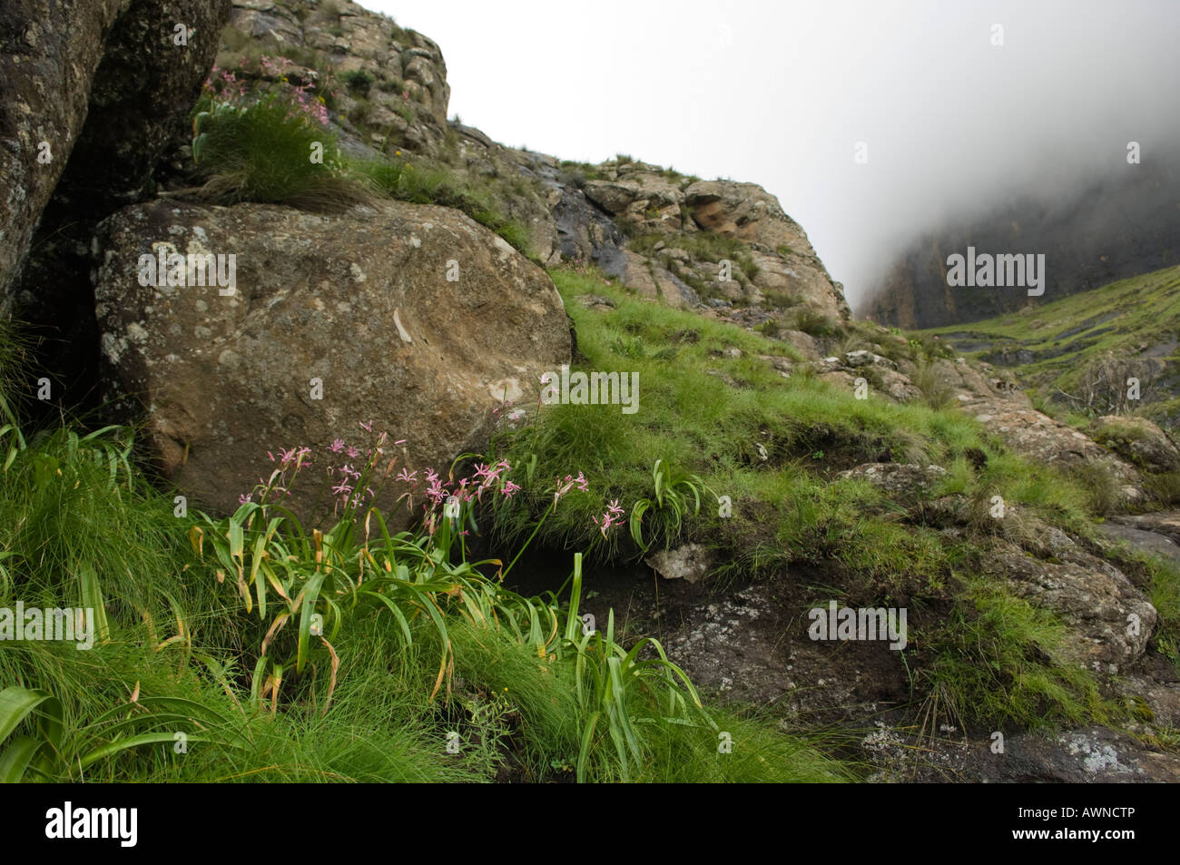 Guernsey lilies, Nerine sarniensis, on the slopes of the Sentinel, Drakensberg Mountain, South Africa Stock Photo