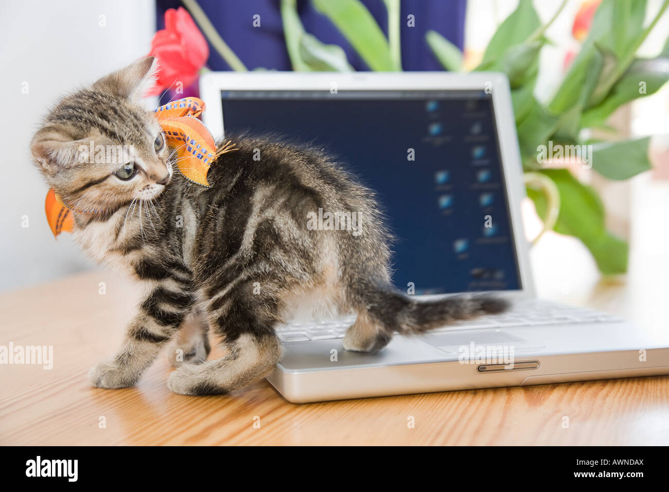 Kitten on a laptop Stock Photo Alamy