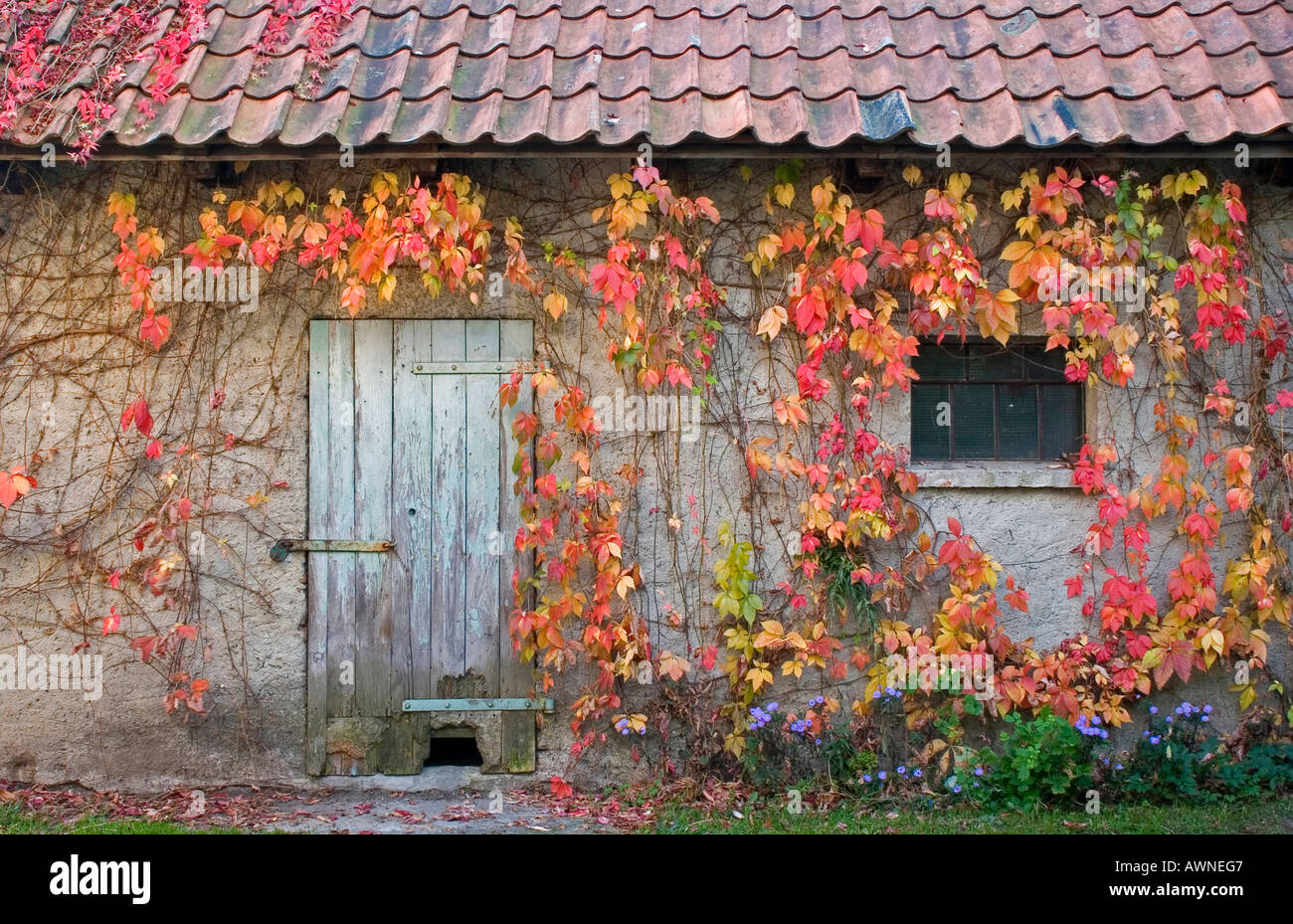 old shed covered in colorful Virginia Creeper (Parthenocissus quinquefolia murorum) leaves Stock Photo