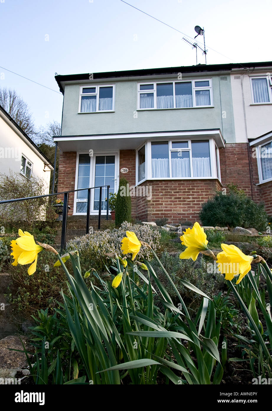 typical semi-detached british house with daffodils in foreground Stock Photo