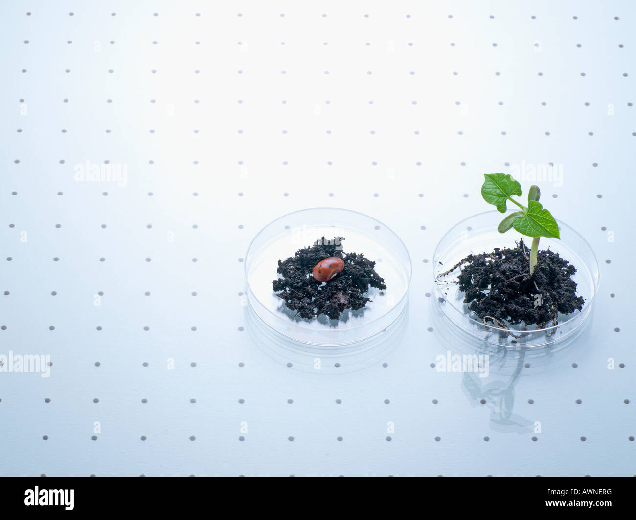 A seed and a plant in a petri dish Stock Photo