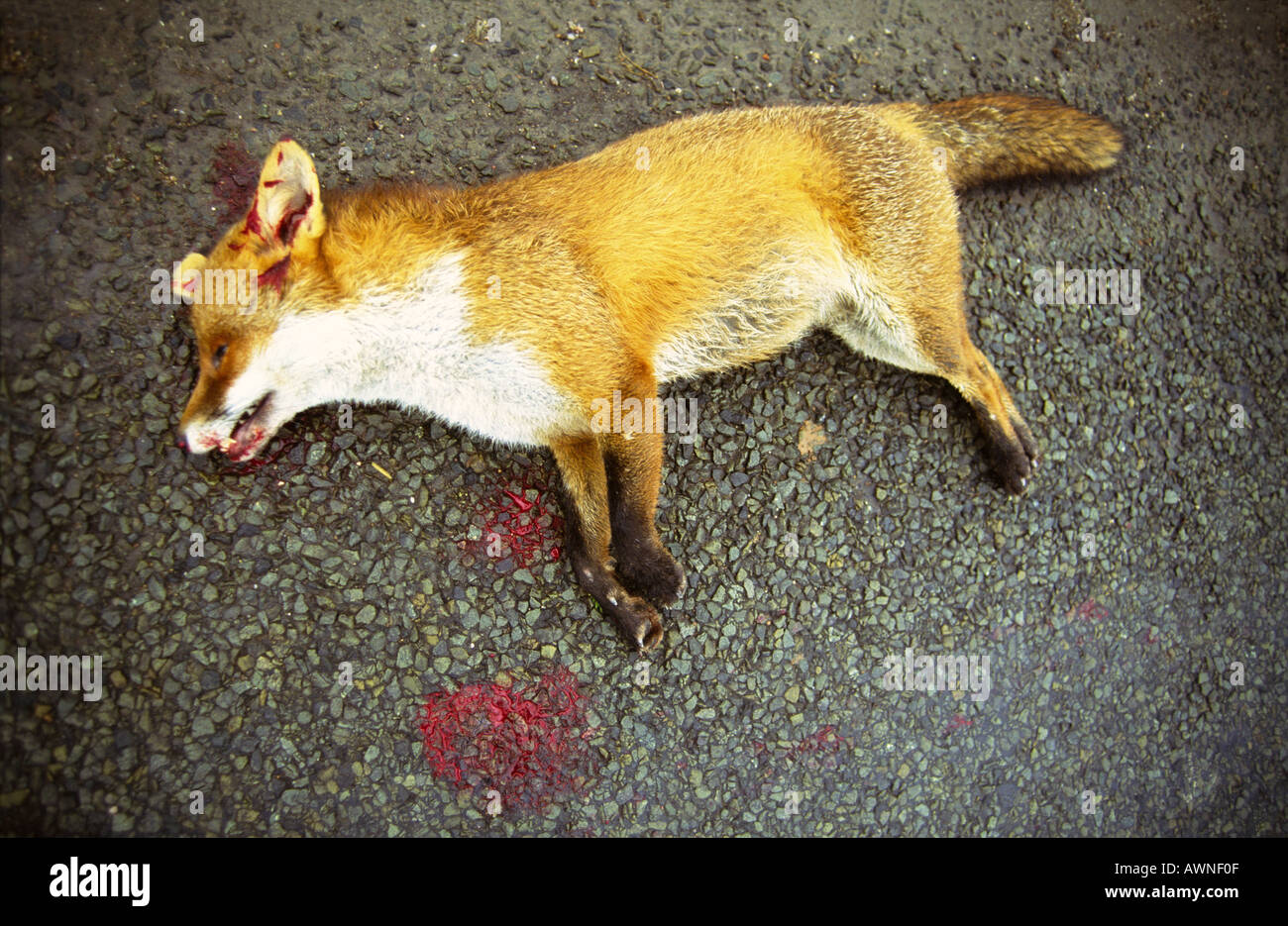 A dead fox lies on the road after being hit by a vehicle Stock Photo - Alamy