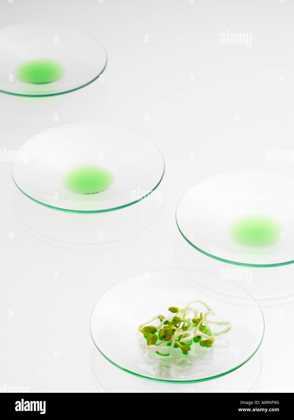 Sprouts on a petri dish Stock Photo