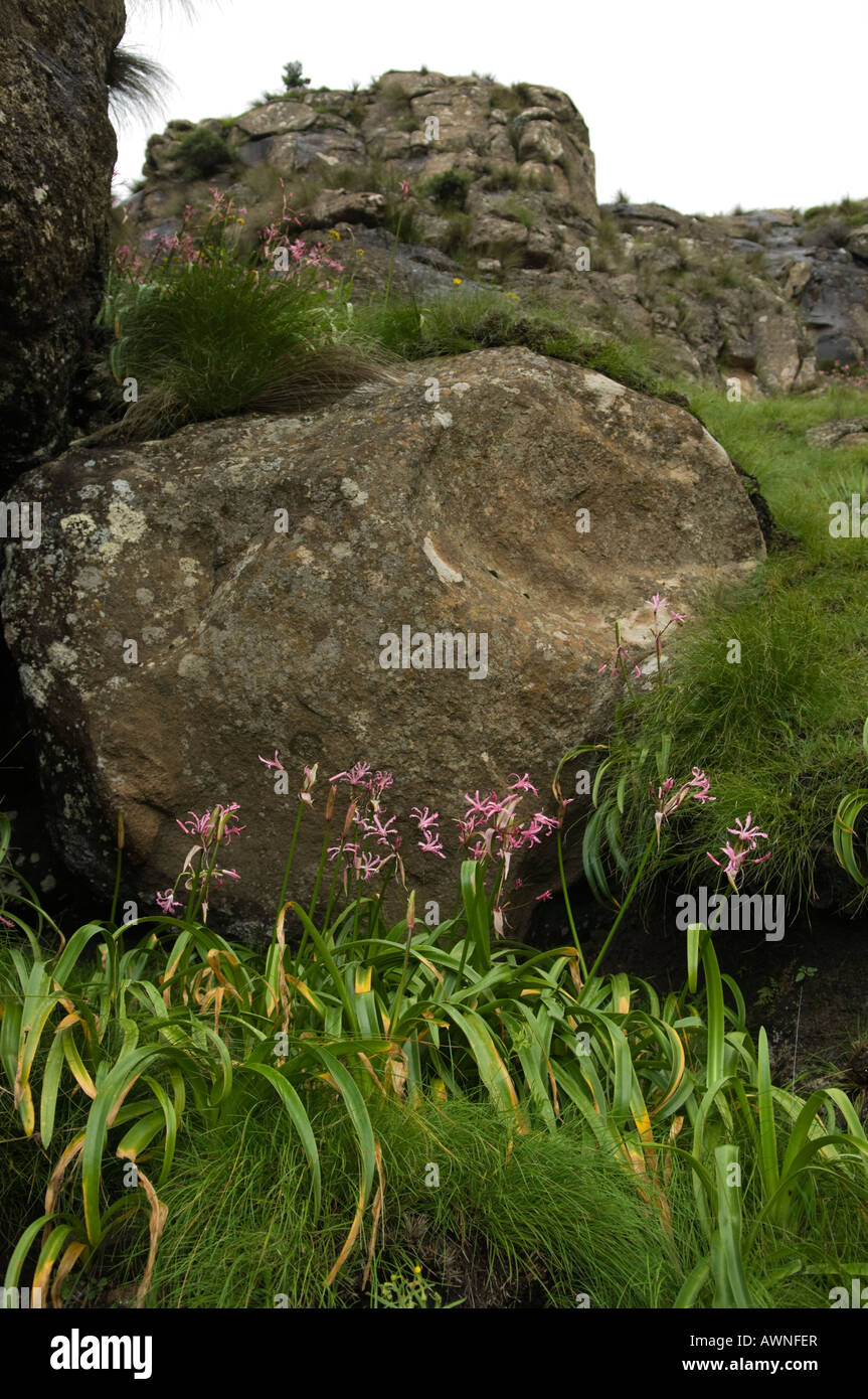 Guernsey lilies, Nerine sarniensis, on the slopes of the Sentinel, Drakensberg Mountain, South Africa Stock Photo
