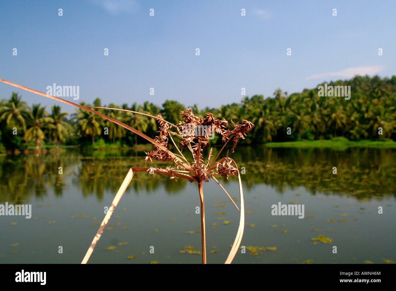 Quintessential Kerala - stalk of grass in the foreground and a typical backwaters scene in the background. Stock Photo