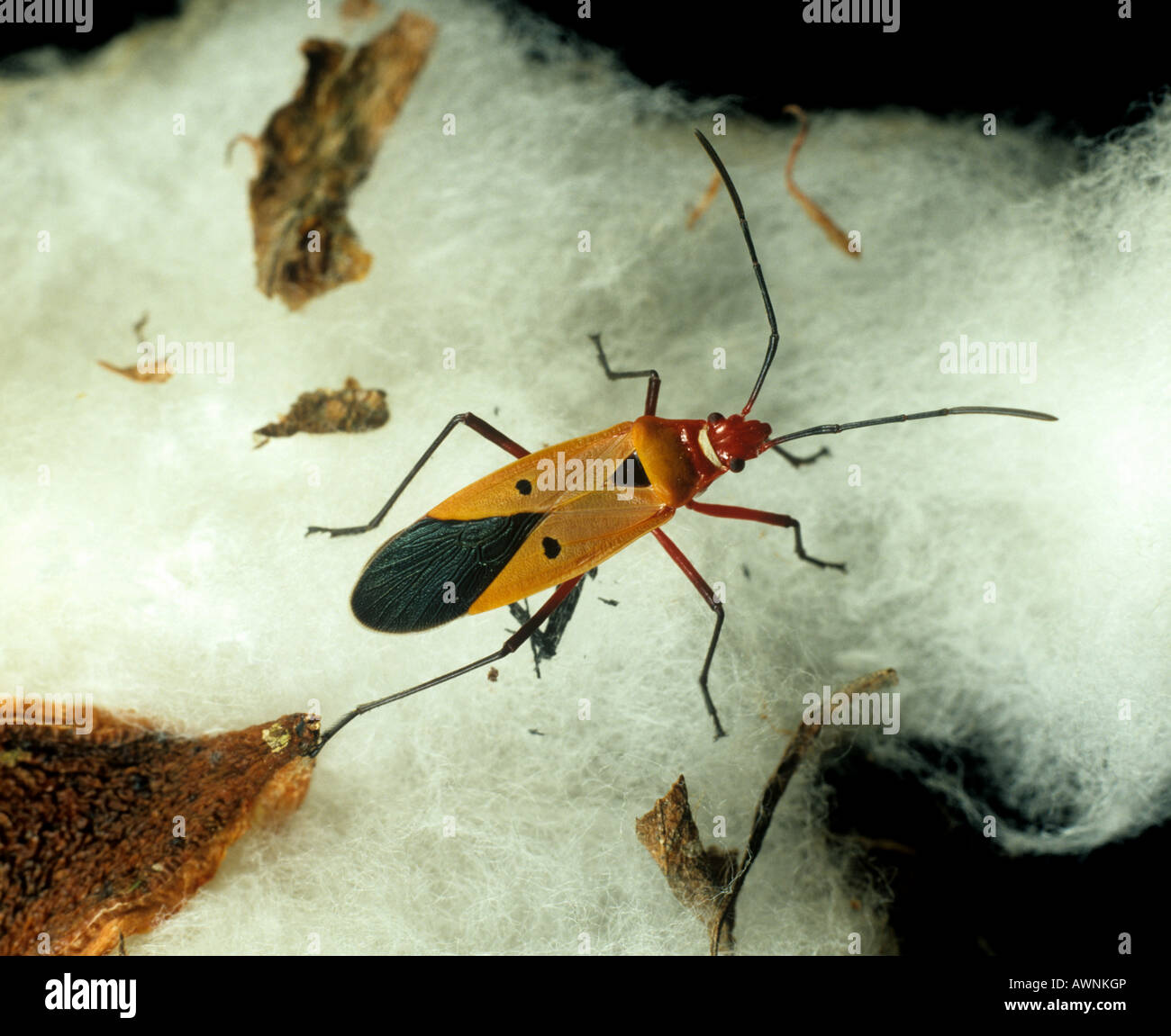 Cotton stainer Dysdercus cingulatus adult bug in open cotton boll Stock