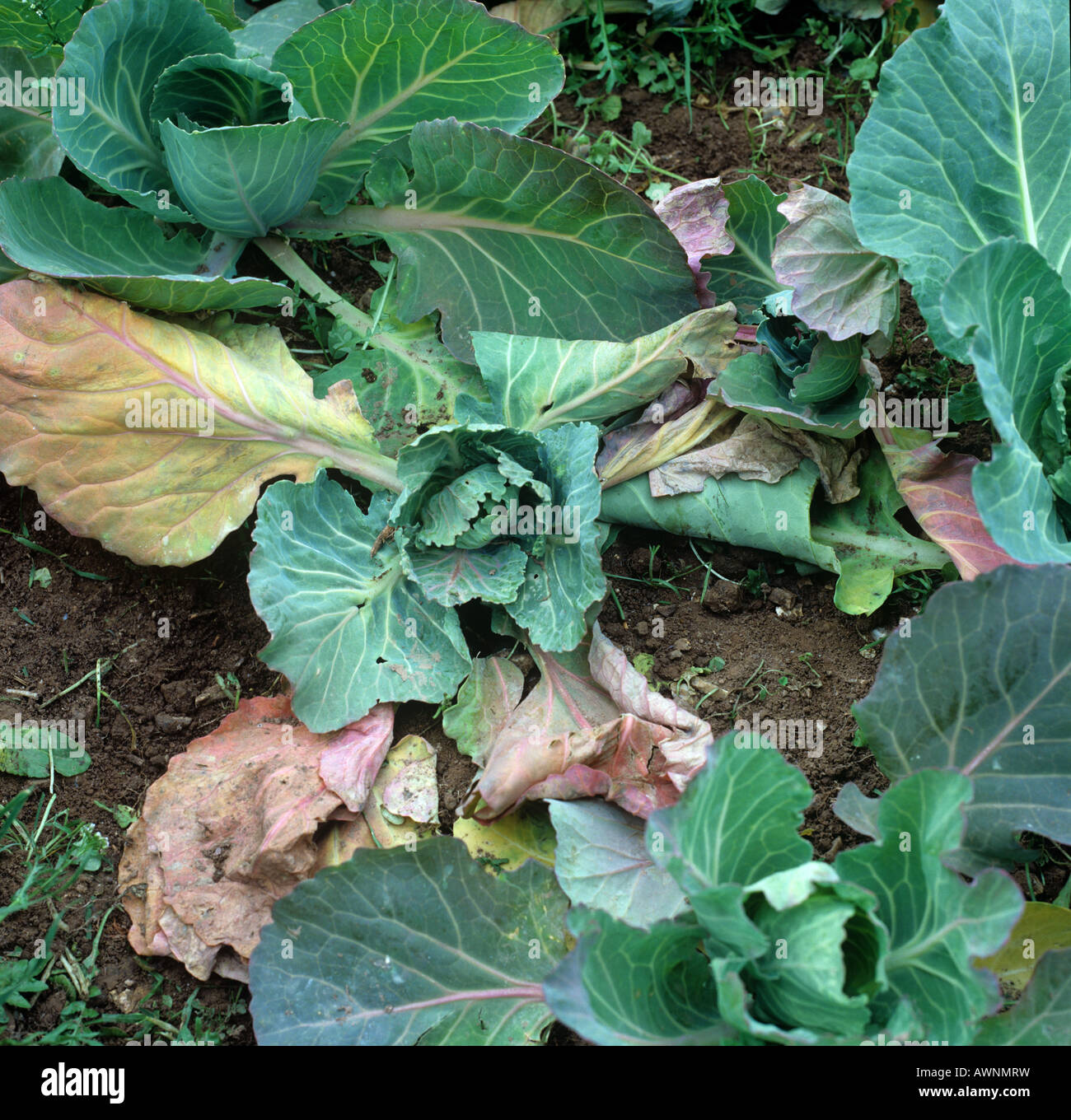 Summer cabbage plants damaged by cabbage root fly larvae Delia radicum