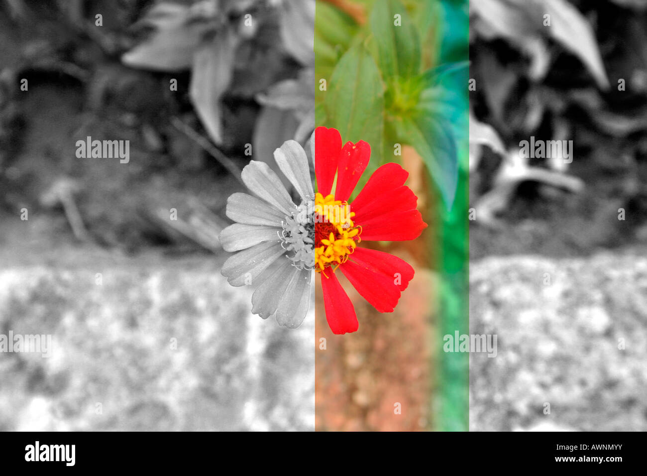 Image of flower - in color, duotone, b&w Stock Photo