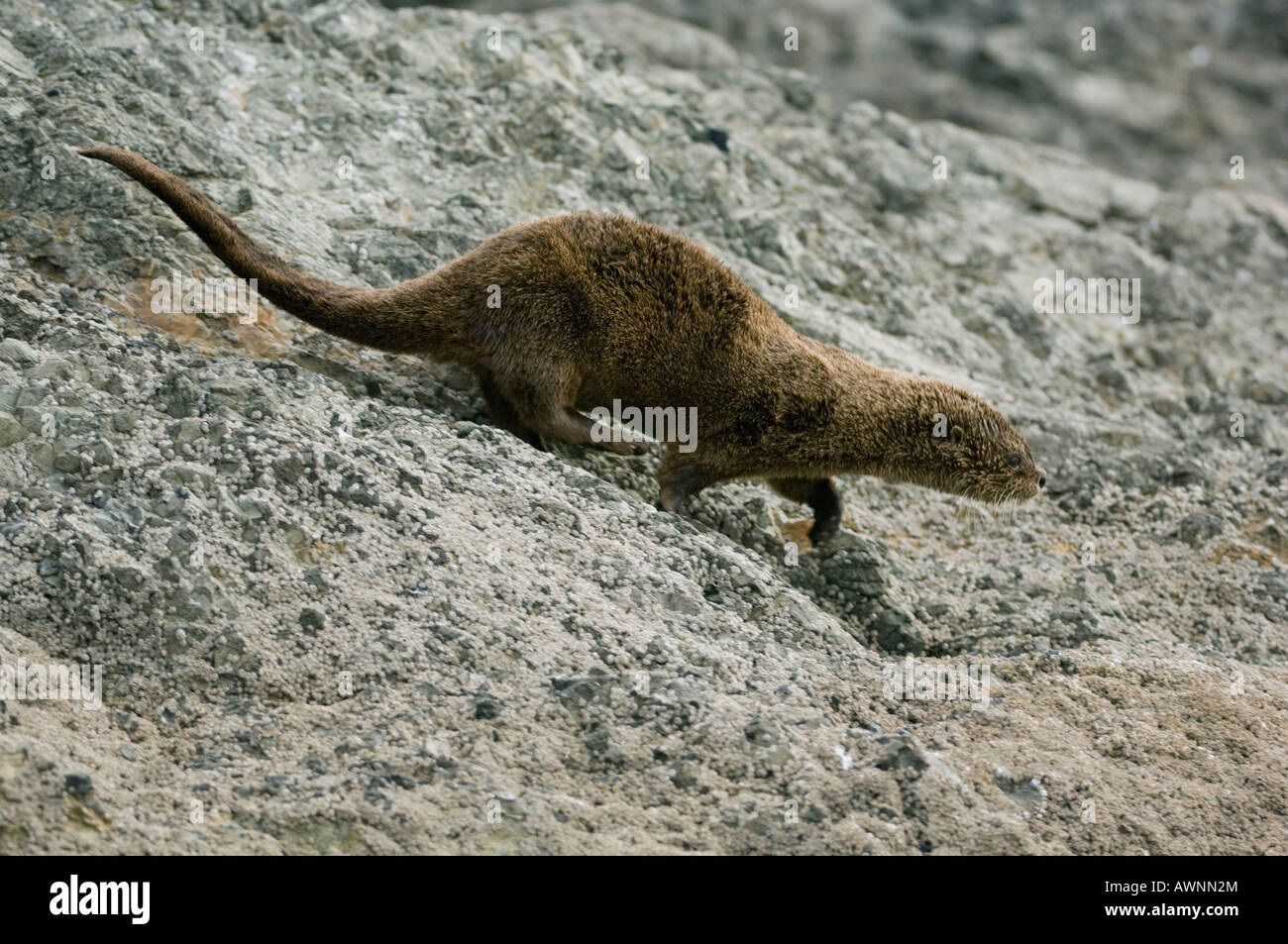 Marine Otter (Lontra felina) or Chungungo, ENDANGERED, Chiloe Island, Chile Stock Photo