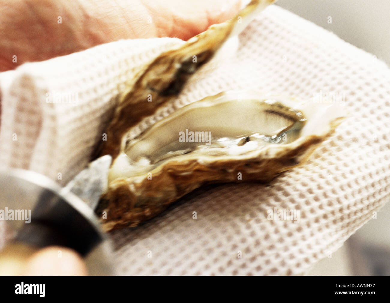 Opens the shell hi-res stock photography and images - Alamy