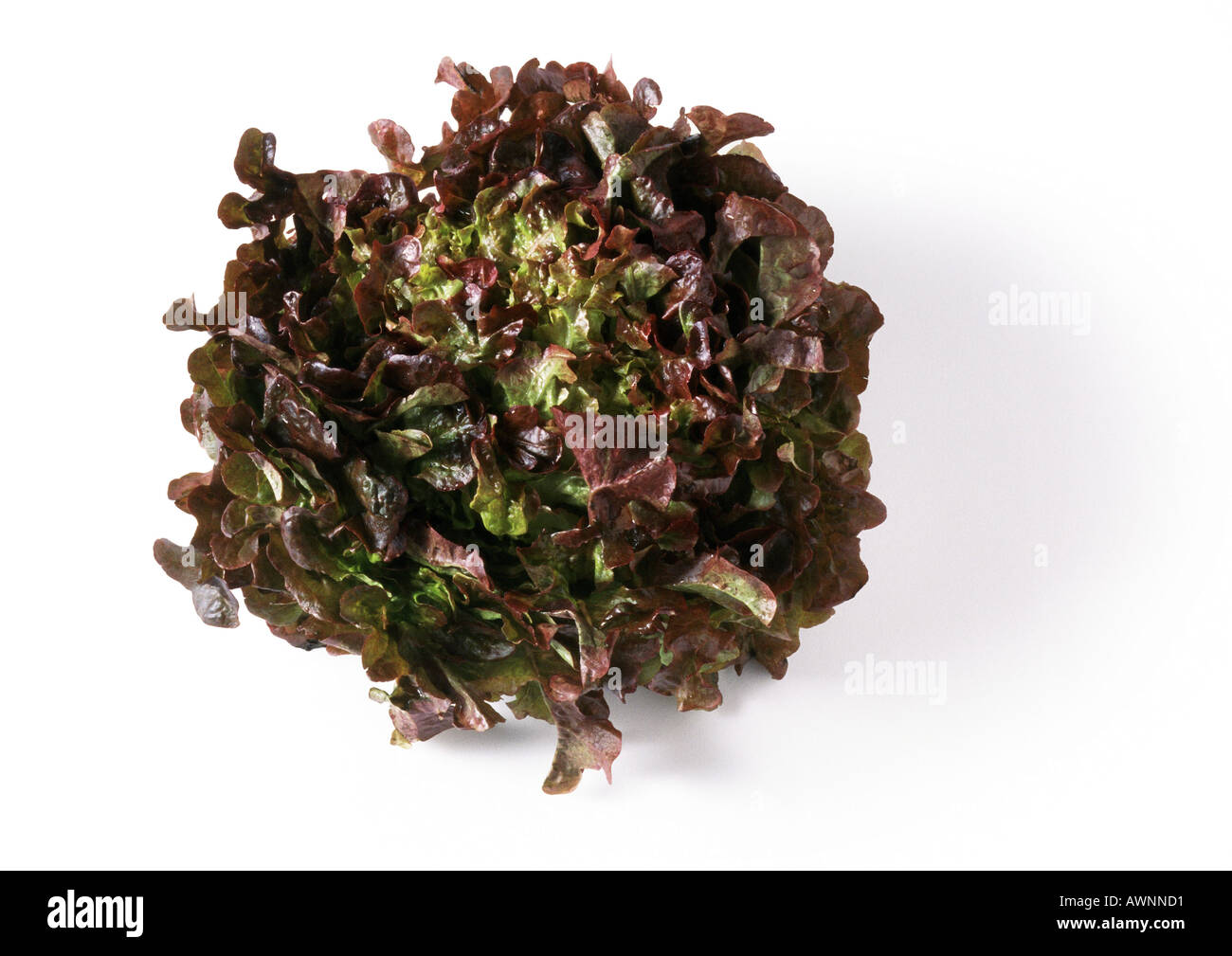 Head of red leaf lettuce, top view, close-up Stock Photo