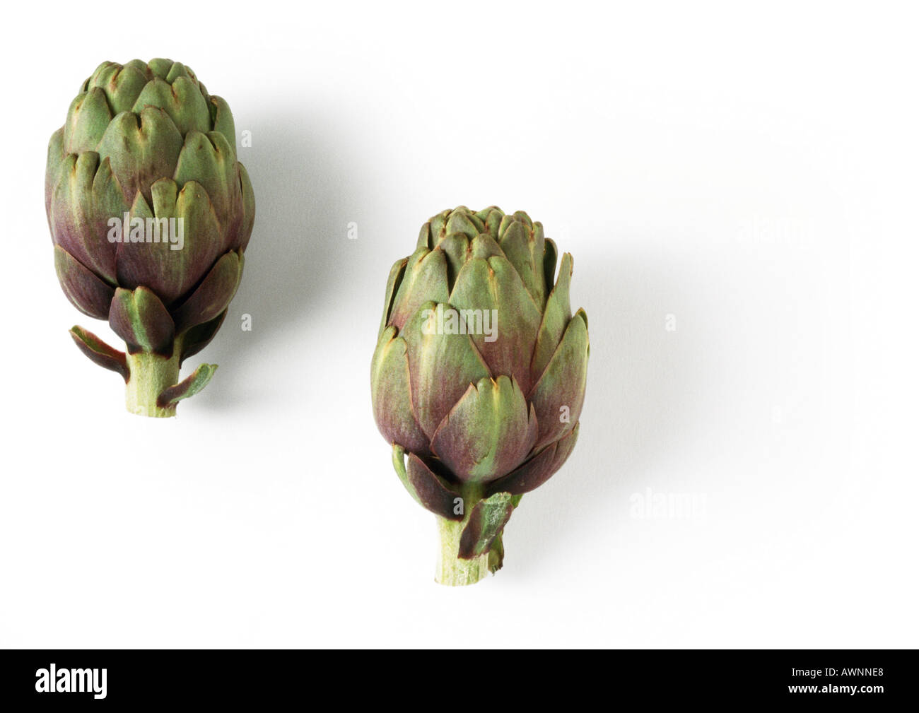 Two artichokes, side view Stock Photo