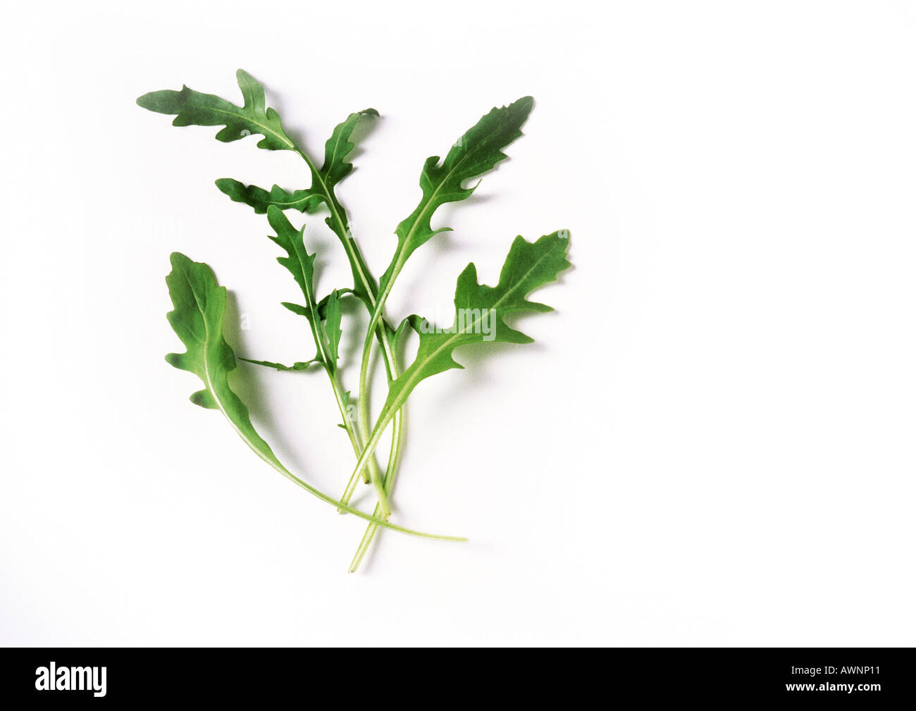 Arugula leaves, close-up Stock Photo