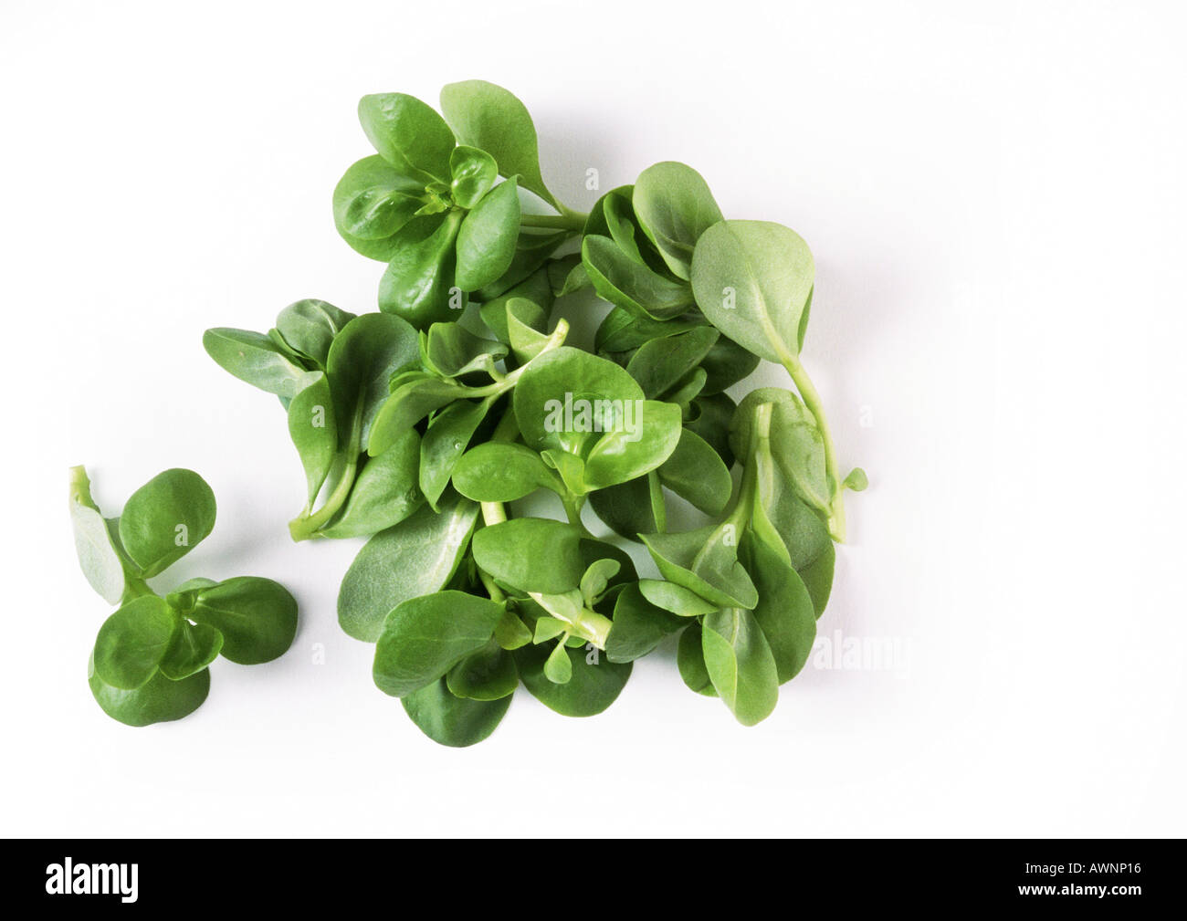 Lamb's lettuce, close-up Stock Photo