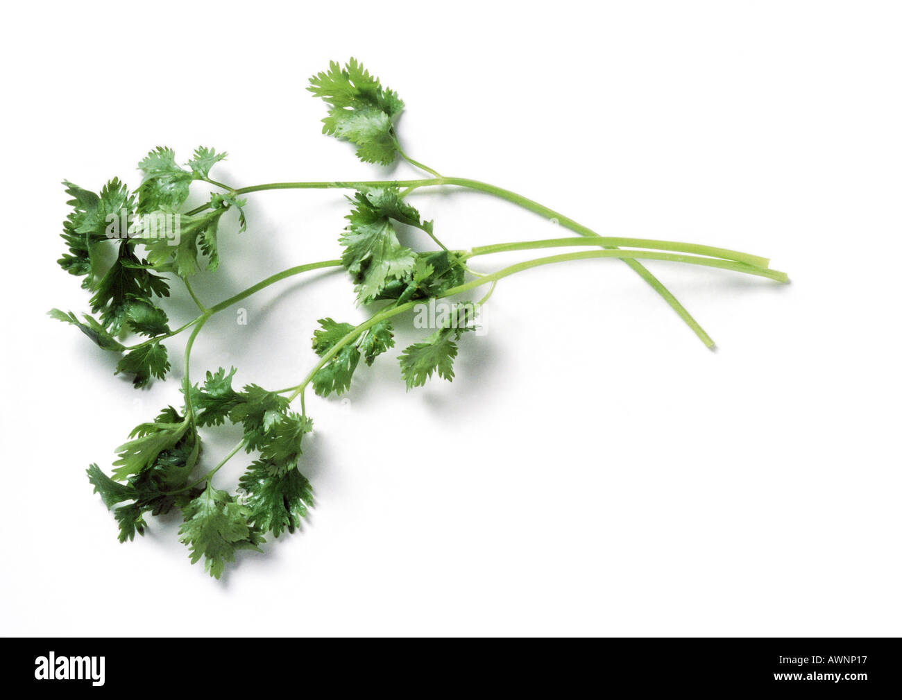 Stems of cilantro, full length Stock Photo Alamy