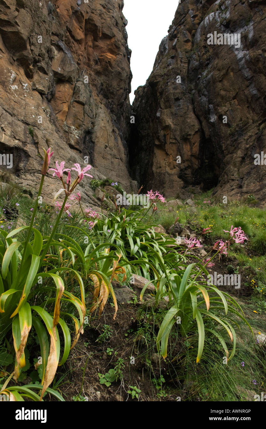 Guernsey lilies, Nerine sarniensis, on the slopes of the Sentinel, Drakensberg Mountain, South Africa Stock Photo