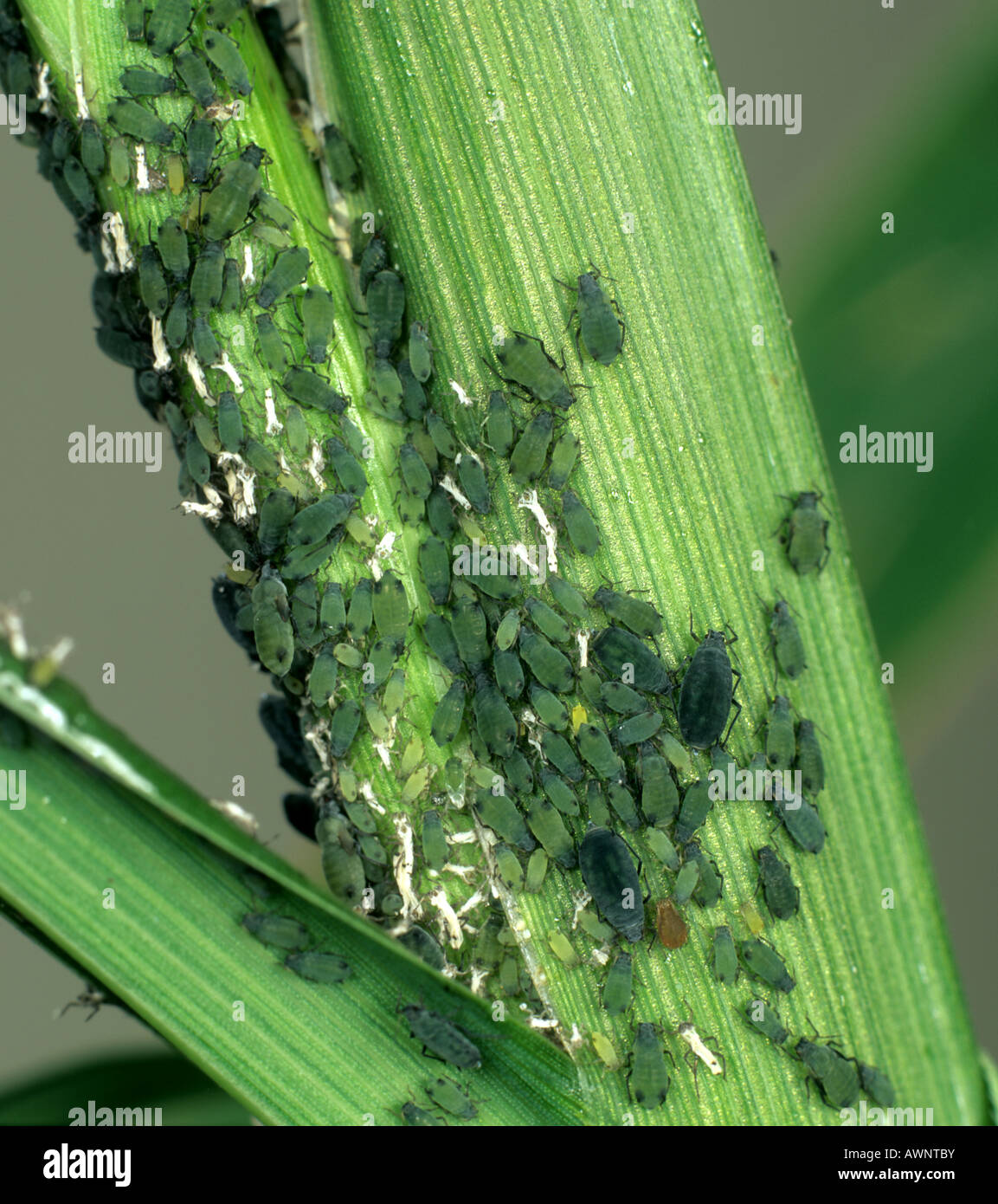 Cereal or corn leaf aphid Rhopalosiphum maidis infestation on cereal leaves Stock Photo