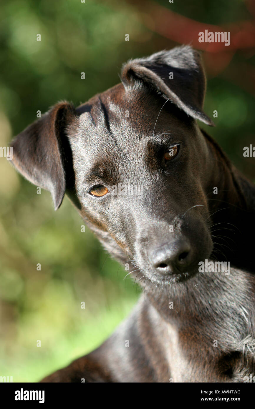 Portrait of black patterdale cross terrier dog Stock Photo