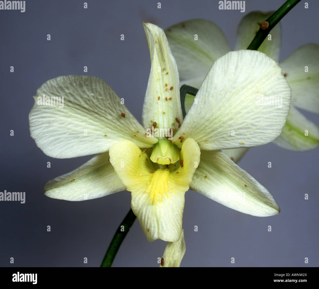 Aphids on an orchid Dendrobium sp white flower Stock Photo