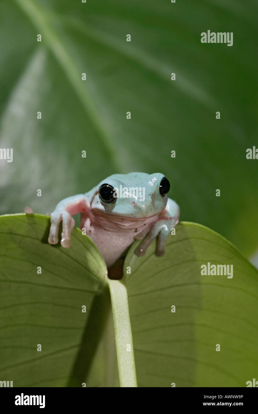 Labed Tree Frog Whites tree frog Litoria caerulea on leaf front view close up Australia ...