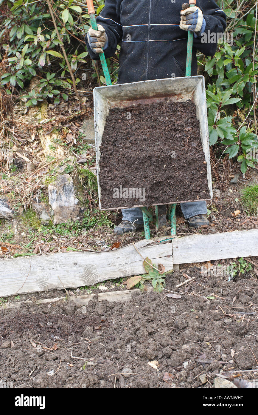 COMPOST TIPPING FREE FLOWING SIEVED COMPOST ONTO A RAISED BED Stock