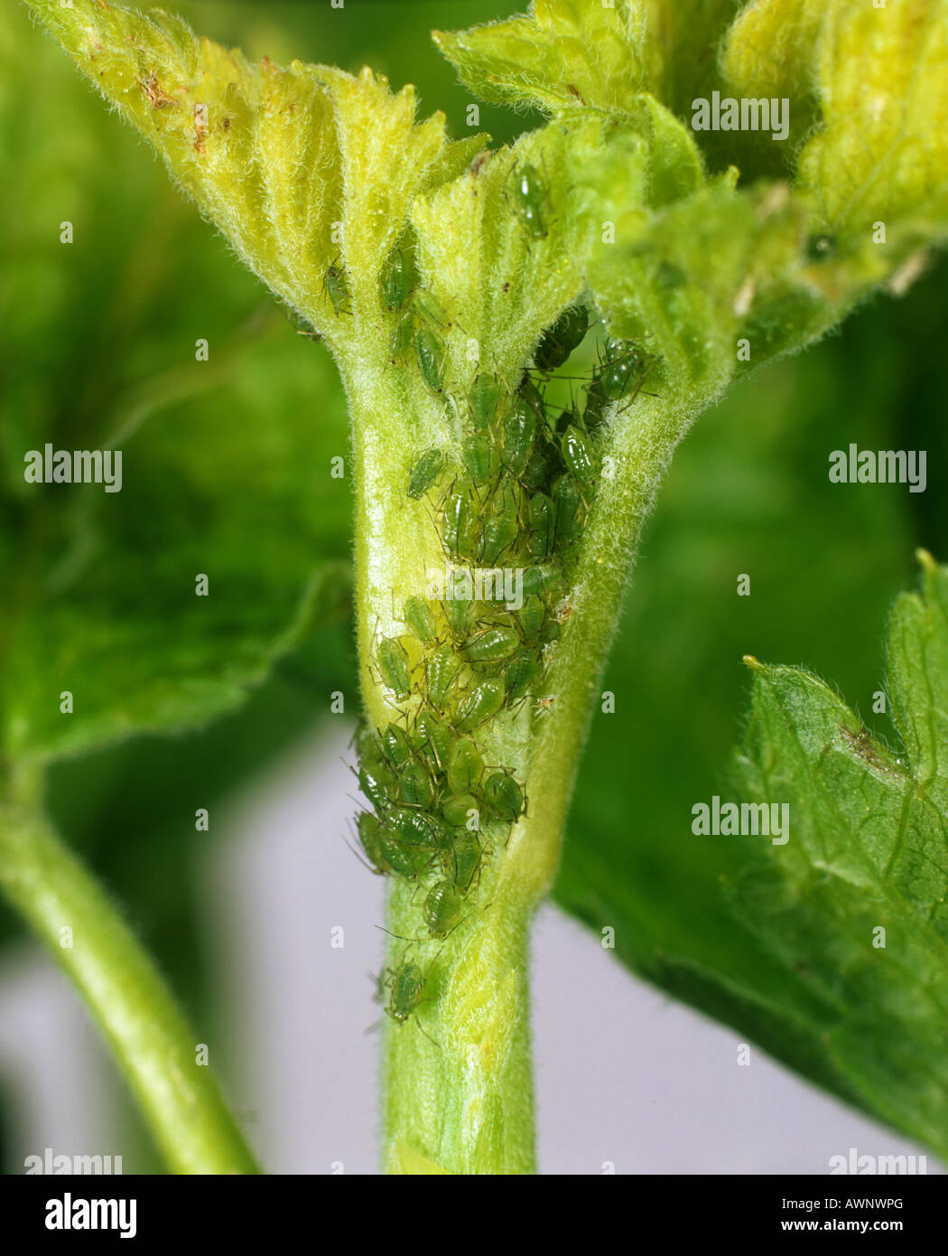 Nasonovia ribisnigri hi-res stock photography and images - Alamy