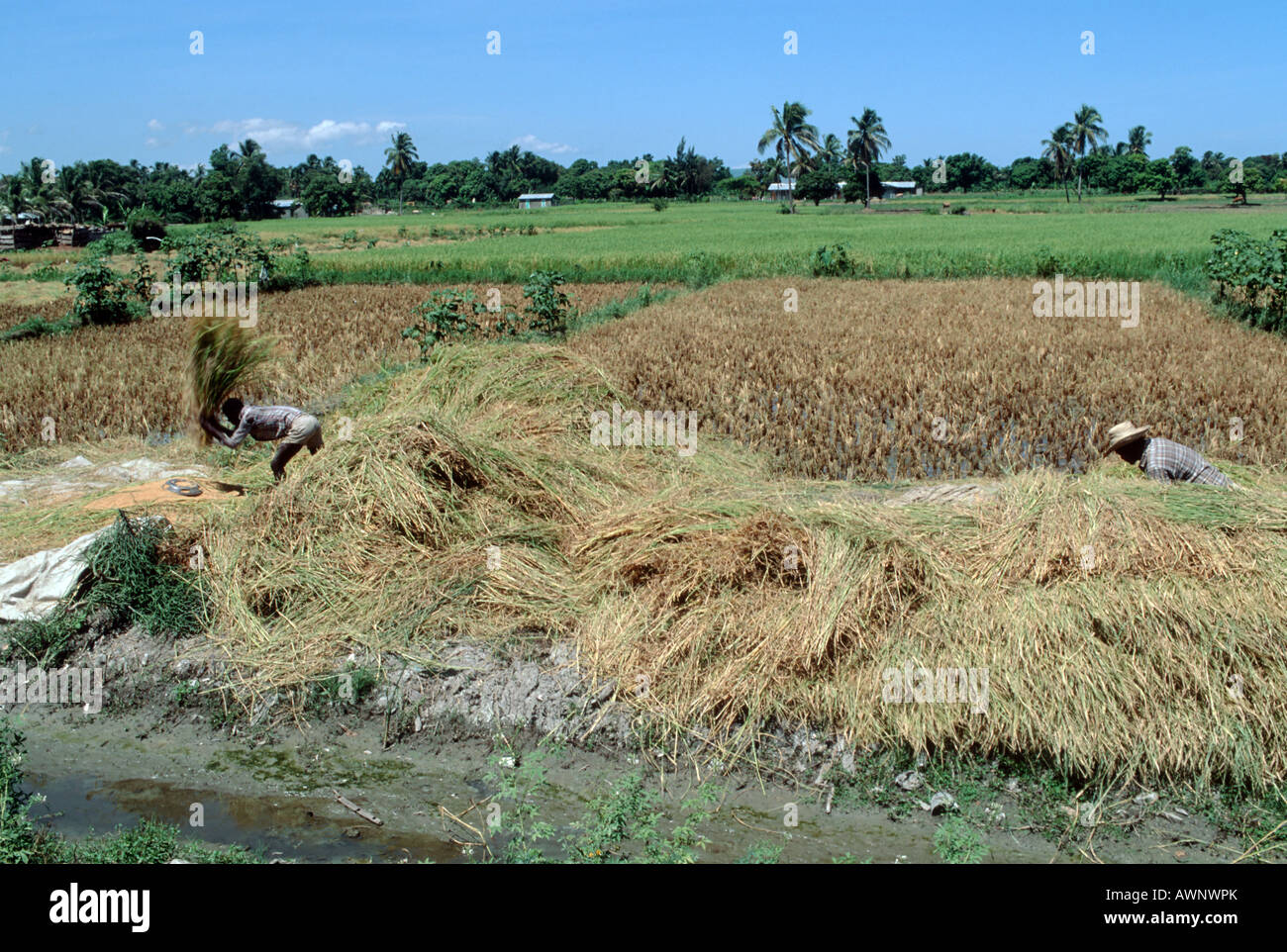 HAITI RICE HARVEST IN THE COUNTRYSIDE Photo Julio Etchart Stock Photo