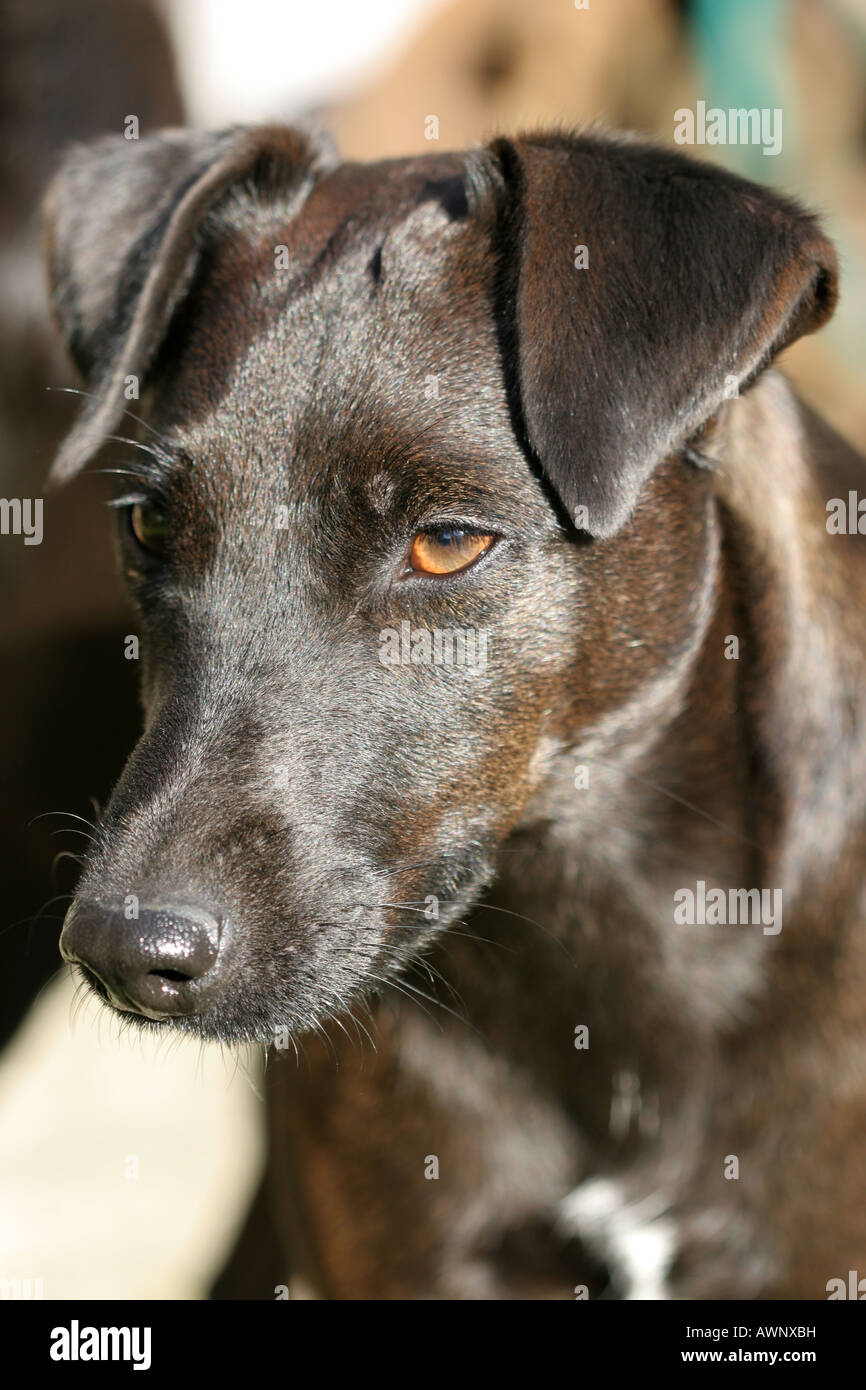 Patterdale x hotsell jack russell